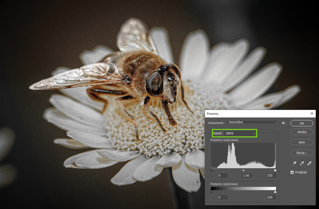 Zdjęcie przedstawia pszczołę siedzącą na białym kwiatku. W prawym dolnym rogu zdjęcia jest okno dialogowe o nazwie: Poziomy. W Ustawieniach wybrano: Domyślne. W Kanale jest CMYK. W Poziomach wejściowych jest histogram. Po lewej stronie ma wartość 0, na środku 1.00, po prawej stronie 255. W Poziomach wyjściowych jest poziomy pasek z odcieniami szarości. Po lewej stronie jest czarny, następnie w prawo coraz jaśniejszy aż do koloru białego. 