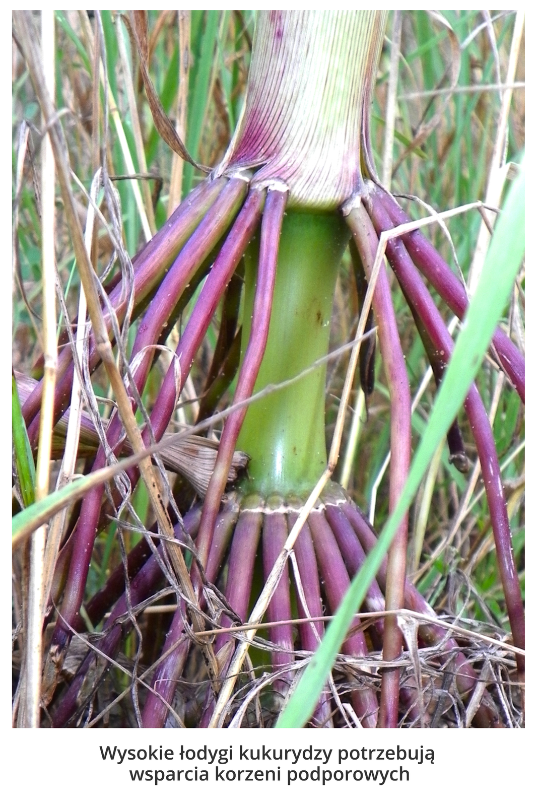 Fotografia przedstawia zbliżenie łodygi kukurydzy, z której zwisają fioletowe korzenie. Służą one wysokiej roślinie jako podpora.