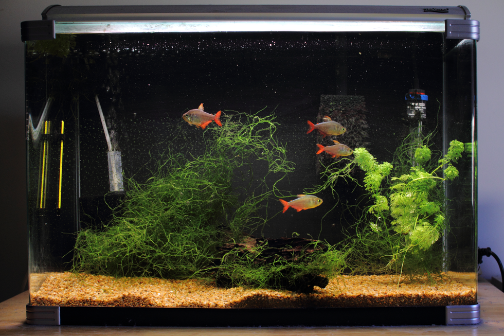 Fotografia przedstawia podświetlone akwarium. Z boku szare urządzenie napowietrzające. Na dnie piasek, kawałek kory, liczne splątane rośliny wodne. Między nimi pływają 4 rybki z czerwonymi płetwami i ogonami. Akwarium to ekosystem sztuczny.