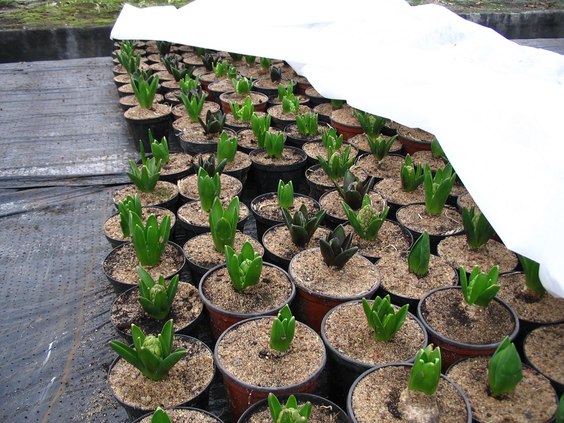 Zdjęcie przedstawia liczne doniczki wypełnione podłożem. W każdej z nich znajduje się jedna, rozwijająca się cebula hiacynta.