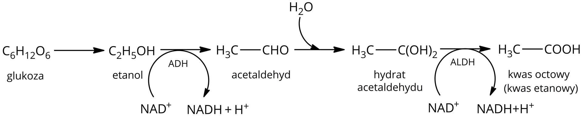 Ilustracja przedstawiająca schemat biosyntezy kwasu etanowego. Cząsteczka glukozy o wzorze sumarycznym C6H12O6. Strzałka w prawo, za strzałką cząsteczka etanolu o wzorze C2H5OH. Strzałka w prawo, pod strzałką dehydrogenaza alkoholowa ADH, pod wpływem której zachodzi przemiana <math aria‑label="N A D indeks górny plus koniec indeksu">NAD+ do <math aria‑label="N A D H">NADH dodać H+, za strzałką cząsteczka acetaldehydu o wzorze CH3CHO. Strzałka w prawo, nad strzałką cząsteczka wody, za strzałką cząsteczka hydratu acetaldehydu o wzorze CH3COH2. Strzałka w prawo, pod strzałką dehydrogenaza aldehydowa ALDH, reakcja zachodzi kosztem <math aria‑label="N A D indeks górny plus koniec indeksu">NAD+, z utworzeniem <math aria‑label="N A D H">NADH oraz H+. Za strzałką cząsteczka kwasu octowego, czyli kwasu etanowego o następującym wzorze CH3COOH.