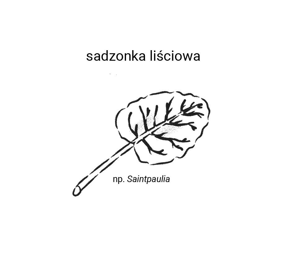 Grafika przedstawia sadzonkę liściową, np. Saintpaulia. Widoczny jest obły, łagodnie zakończony liść z długim ogonkiem.