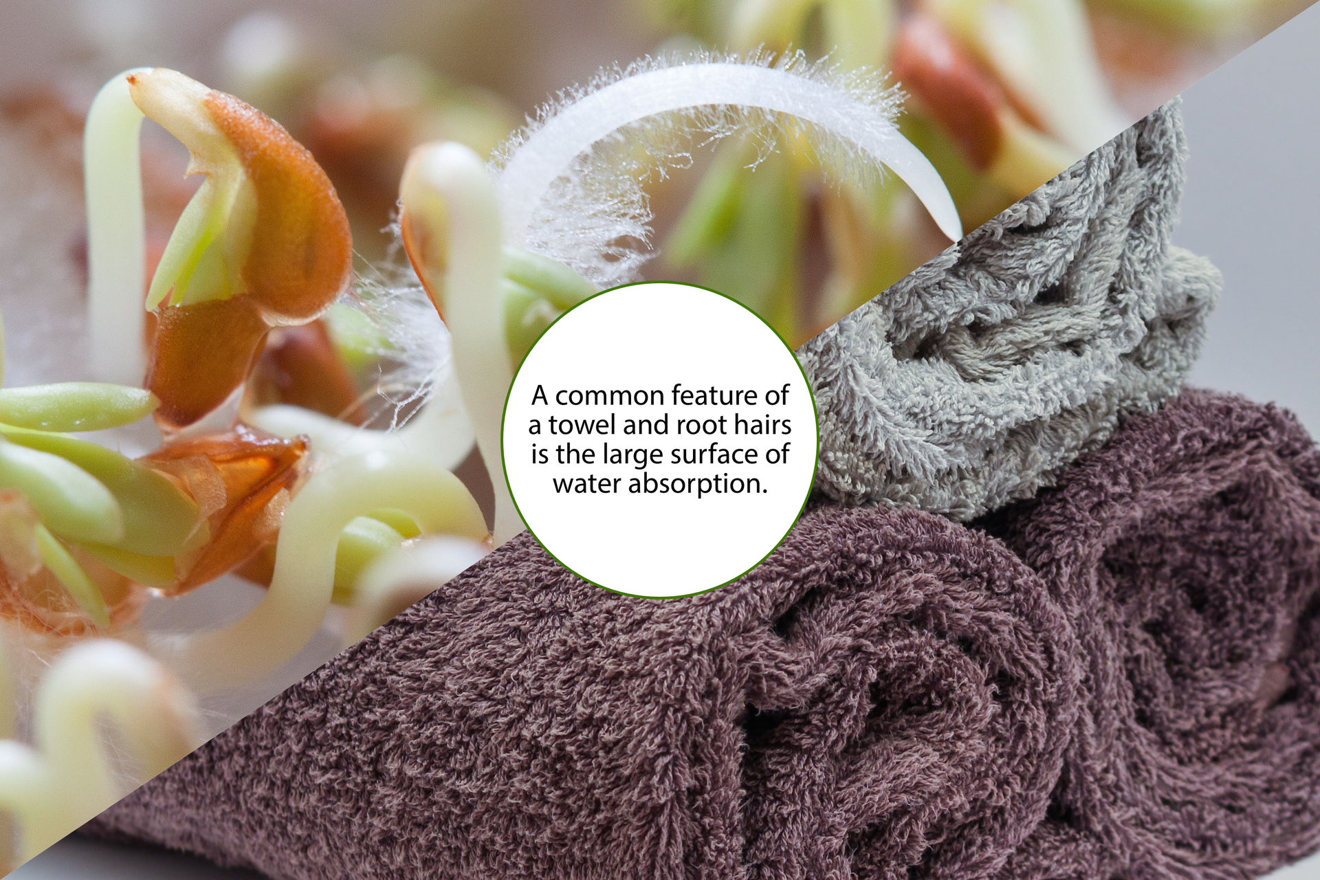 Fotografia przedstawiająca włośnika na kiełkującej rzeżusze i frotowe, ciemno fioletowe i szare ręczniki. Mają wspólną cechę dotyczącą dużej powierzchni wchłaniania wody. Na środku fotografii zamieszczona jest chmura z podpisem:
A common feature of a towel and root hairs is the large surface of water absorption.
