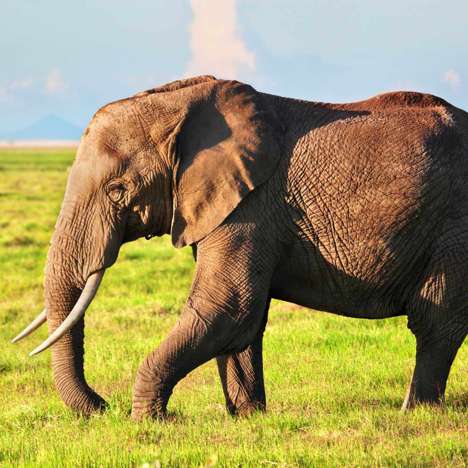 Ilustracja przedstawia maszerującego po stepach słonia. Słoń ma duże uszy, opadające na jego tułów oraz długie kły.