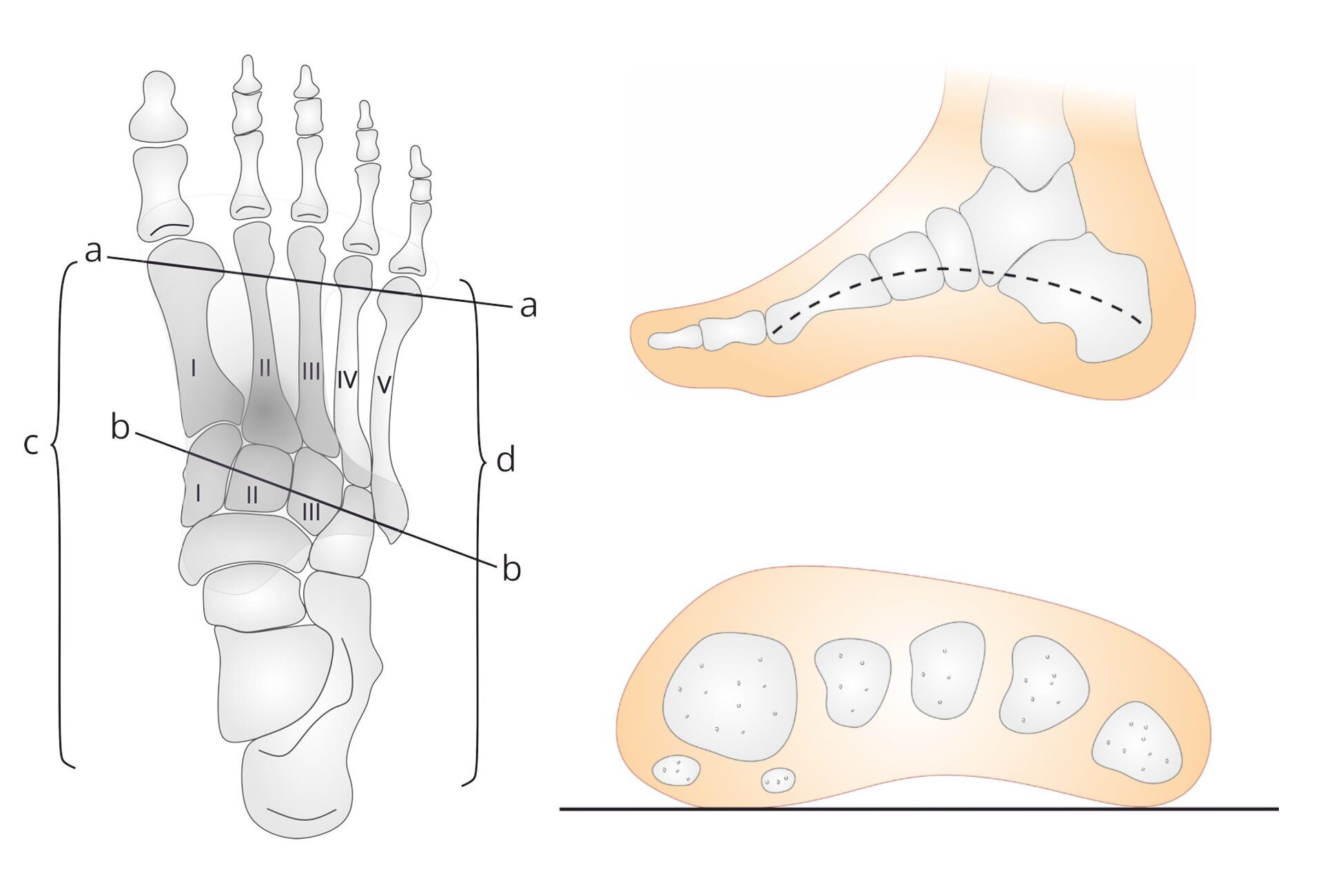 Rys. 2. Sklepienia stopy:sklepienie poprzeczne (przekrój poprzeczny): a‑a – łuk poprzeczny przedni, b‑b – łuk poprzeczny tylny,sklepienie podłużne (widok od strony przyśrodkowej): c – łuk przyśrodkowy, d – łuk zewnętrzny
