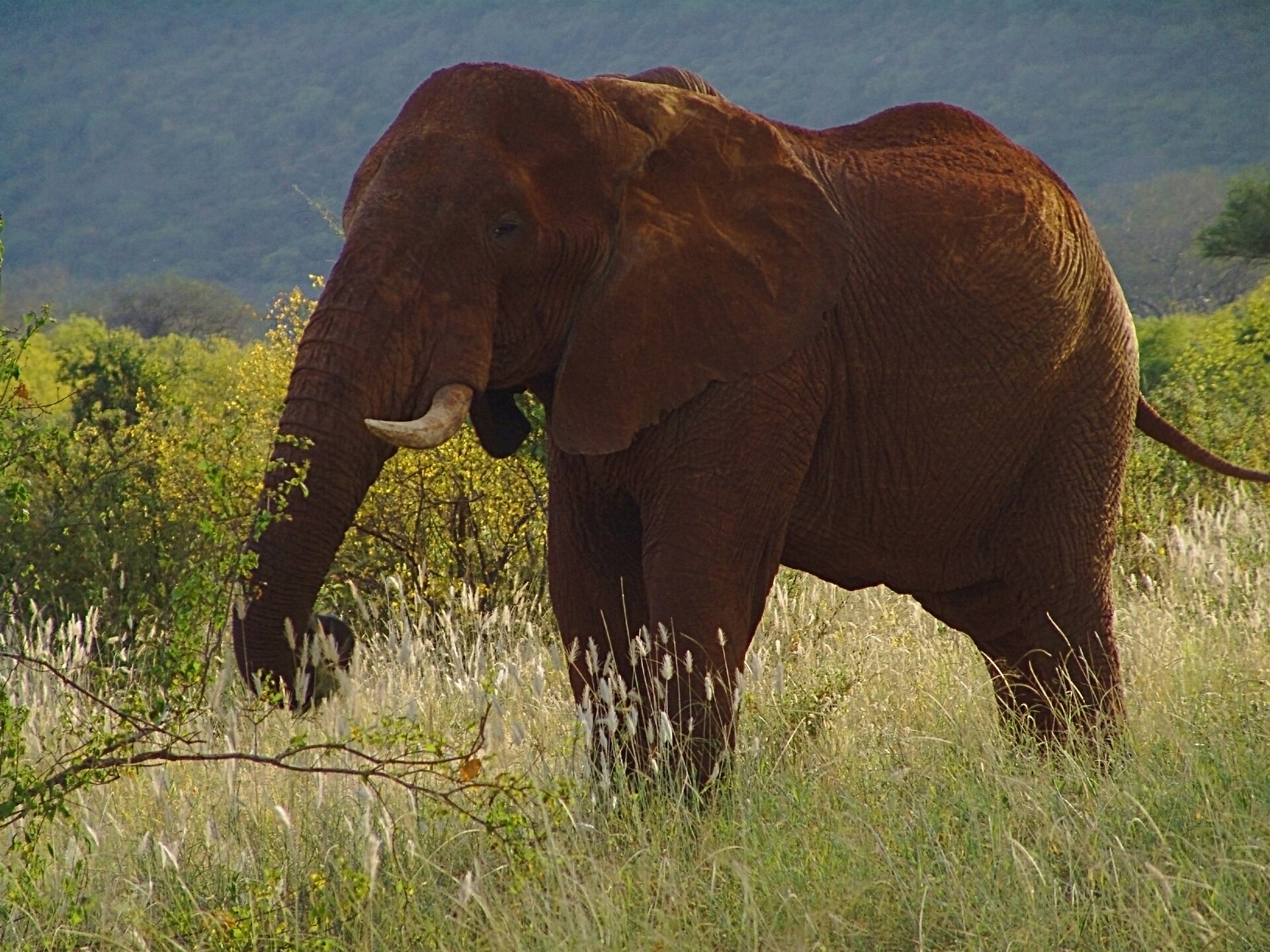Fotografia przedstawia zbliżenie na słonia, który stoi bokiem, z głową skierowaną w lewo. Ma on krótkie, grube kły. Trąbą zagarnia leżącą wśród traw gałąź z liśćmi. Ma małe oczy, a wielkie uszy przylegają do tułowia. Jego skóra jest czerwonobrunatna od pokrywającej go glinki. Za nim widać niskie zarośla i stoki gór w tle.