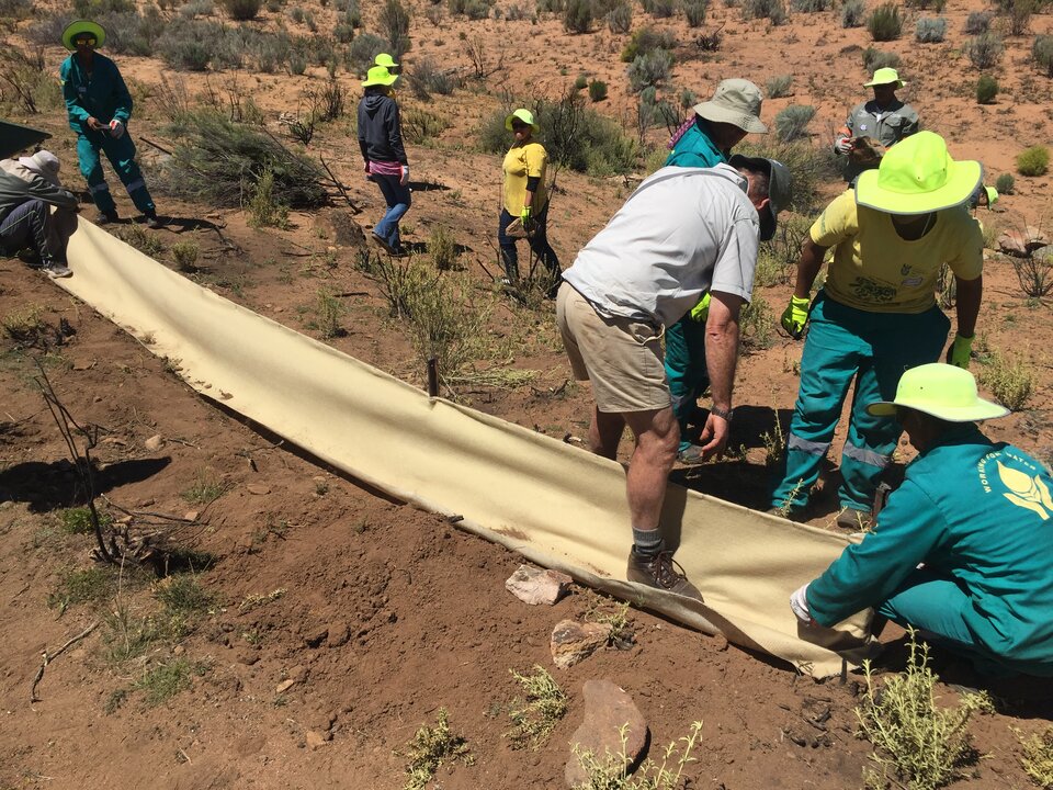 Zdjęcie przedstawia ludzi sadzących roślinności na stokach. Mają oni rozłożone specjalne geowłókniny, w których zrobią otwory na nowe sadzonki. Pracują na bardzo suchym podłożu.