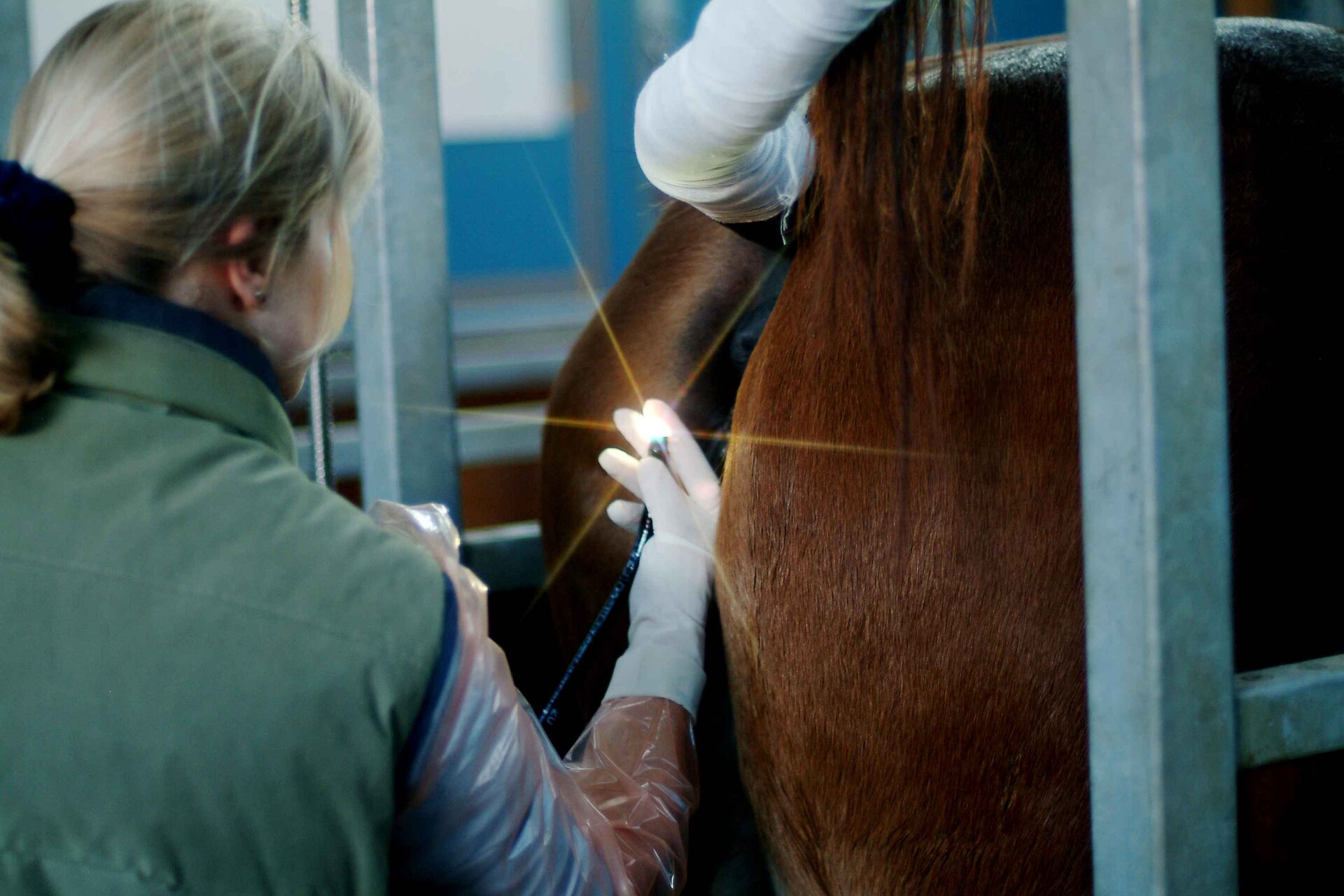 Na zdjęciu widoczna jest klacz inseminowana przez weterynarza. Lekarz wkłada kateter w drogi rodne zwierzęcia.