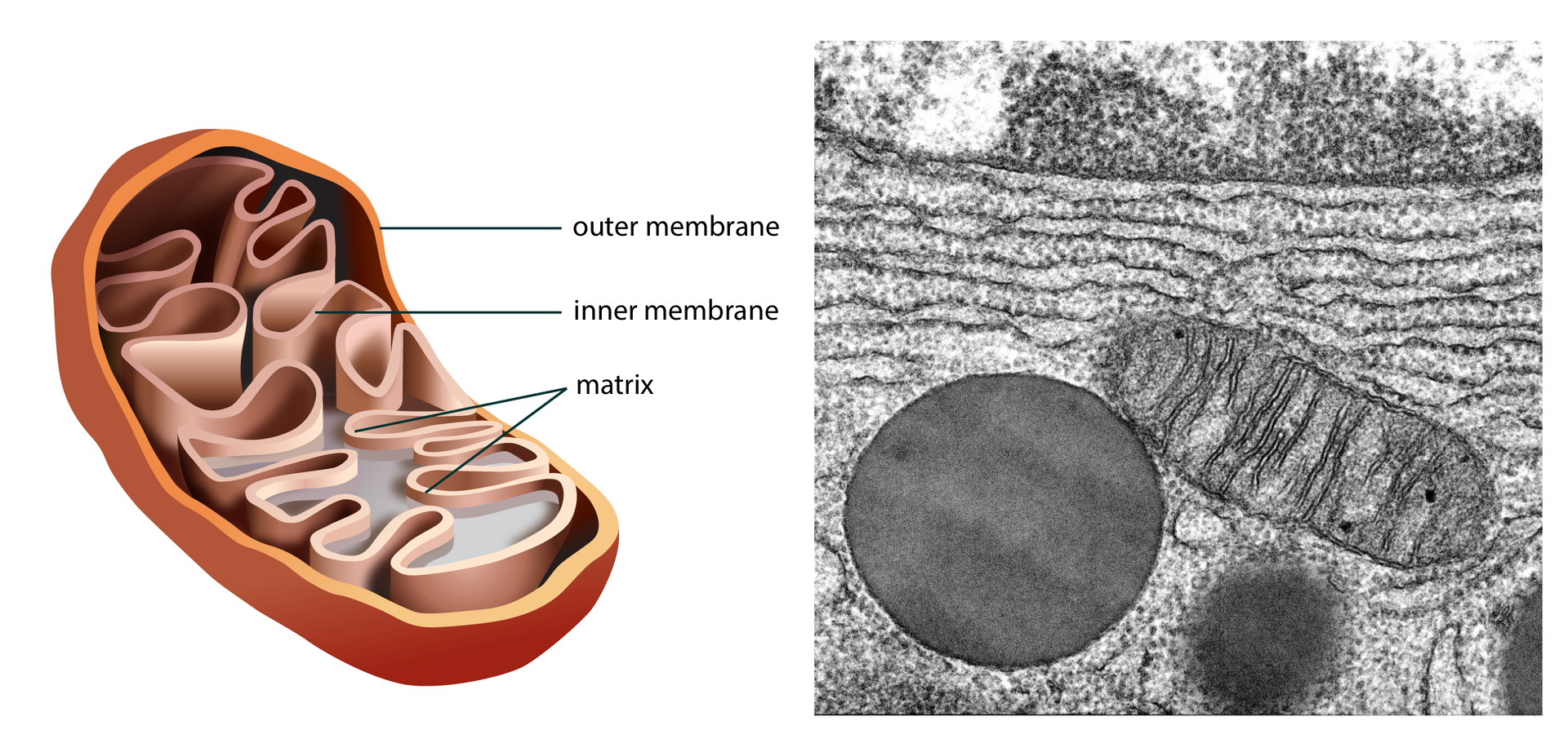 Ilustracja przedstawia przestrzenny wizerunek wnętrza mitochondrium: pałeczka, której ściany tworzą 2 błony - zewnętrzna gładka, outer membrane, wewnętrzna, inner membrane tworzy wpuklenia zwane grzebieniami. Przestrzeń pomiędzy grzebieniami wypełnia matryca, matrix. Obok obraz mitochondrium z mikroskopu skaningowego. 