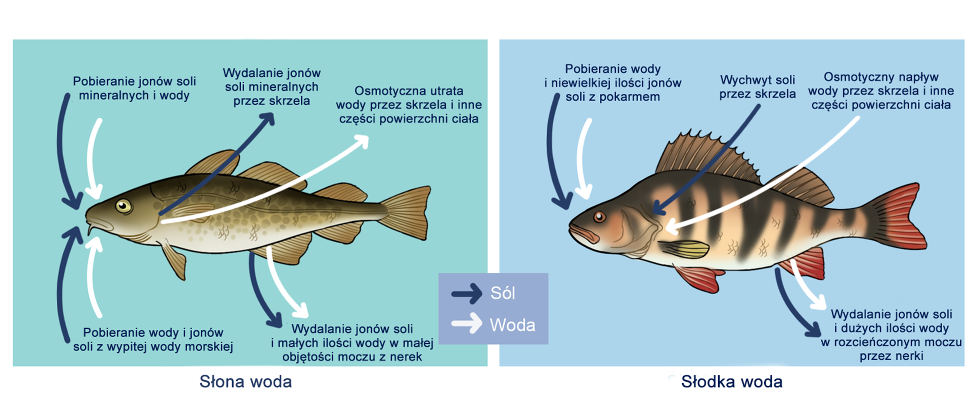Ilustracja przedstawia schemat osmoregulacji u ryby morskiej oraz u ryby słodkowodnej. Schemat jest podzielony na dwie części. Pierwsza część przedstawia osmoregulację w słonej wodzie - w centralnej części jest narysowana ryba. Do jej otworu gębowego poprowadzone są cztery strzałki - dwie niebieskie oznaczające sól oraz dwie białe oznaczające wodę. Symbolizują one, że ryba otworem gębowym pobiera sole mineralne oraz wodę. Jony soli pochodzą z wypitej wody morskiej. Od skrzeli ryby odchodzi strzałka oznaczająca sól - oznacza, że ryba przez skrzela wydala jony soli mineralnych. Odchodzi stamtąd też biała strzałka, która symbolizuje osmotyczną utratę wody przez skrzela i inne części powierzchni ciała. Od odbytu u ryby, który znajduje się w tylnej części dołu jej ciała odchodzi niebieska oraz biała strzałka oznaczająca wydalanie jonów soli i małych objętości wody w małej objętości moczu z nerek. Po prawej stronie schematu przedstawiona jest osmoregulacja w słodkiej wodzie. W centralnej części rysunku jest ryba słodkowodna, która pobiera wodę i niewielkie ilości jonów soli wraz z pokarmem. Zobrazowane jest to dwiema strzałkami - jedną niebieską, drugą białą prowadzącymi do otworu gębowego ryby. Do skrzeli również prowadzą dwie strzałki w obu kolorach. Niebieska oznacza wychwyt soli przez skrzela, z kolei biała osmotyczny napływ wody przez skrzela i inne części powierzchni ciała. Od odbytu również odchodzą dwie strzałki - oznaczają wydalanie jonów soli i dużych ilości wody w rozcieńczonym moczu przez nerki.