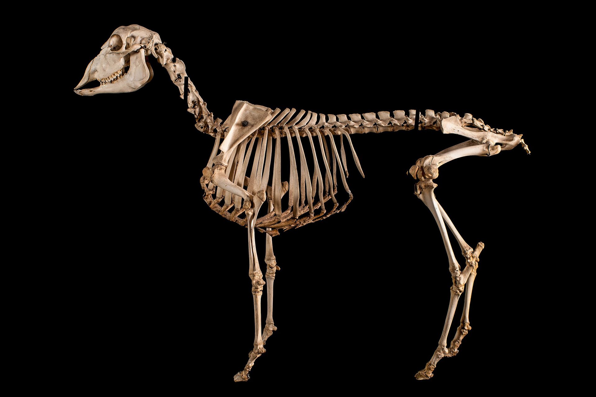 Zdjęcie przedstawia układ szkieletowy owcy. Składa się z czaszki, kręgosłupa, klatki piersiowej, obręczy barkowej i miedniczej oraz kości czterech kończyn.