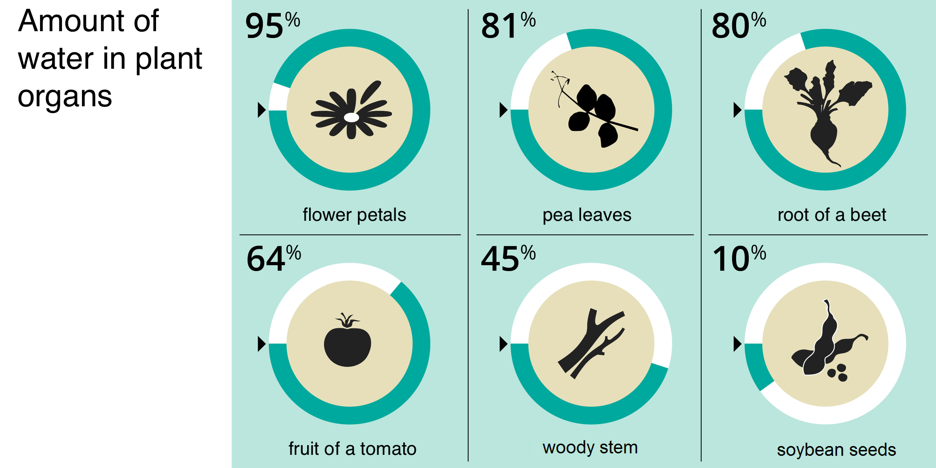 Plansza przedstawia sześć wykresów, obrazujących zawartości wody w roślinach. Od największej: 95% w płatkach kwiatów, 81% w liściach grochu, 80% w korzeniu buraka, 64% w owocach pomidora, 45% w drewnie, 10% w nasionach soi.