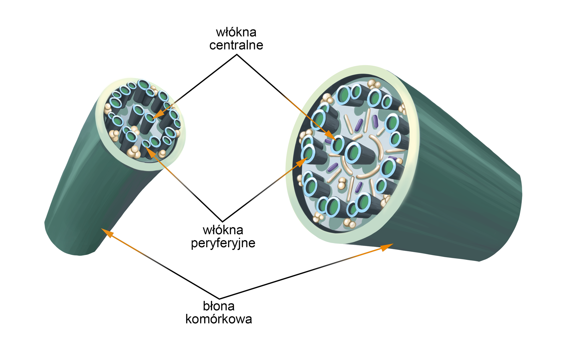 Grafika przedstawia schemat budowy wici i rzęski. Mają one walcowaty pokrój, okryte są błoną komórkową. Pod błoną komórkową znajdują się tubularne włókna peryferyjne, w środku natomiast włókna centralne. 