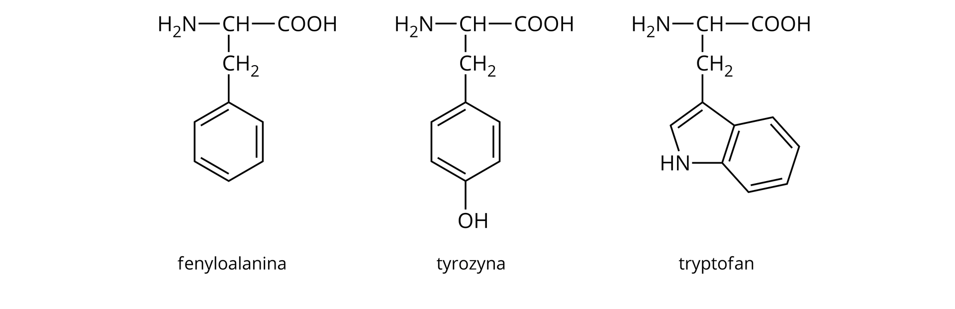 Ilustracja przedstawia wzory fenyloalaniny, tyrozyny i tryptofanu. Cząsteczka fenyloalaniny zbudowana jest z grupy karboksylowej COOH, połączonej z grupą CH, podstawioną grupą aminową NH2 oraz grupą metylenową CH2. Grupa metylenowa łączy się z sześcioczłonowym pierścieniem aromatycznym. Cząsteczka tyrozyny zbudowana jest z grupy karboksylowej COOH, połączonej z grupą CH, podstawioną grupą aminową NH2 oraz grupą metylenową CH2. Grupa metylenowa łączy się z sześcioczłonowym pierścieniem aromatycznym, podstawionym w pozycji czwartej pierścienia grupą hydroksylową OH. Cząsteczka tryptofanu zbudowana jest z grupy karboksylowej COOH połączonej z grupą CH, podstawioną grupą aminową NH2 oraz grupą metylenową CH2. Grupa metylenowa łączy się z pięcioczłonowym pierścieniem skondensowanym z drugim sześcioczłonowym pierścieniem. Bicykliczny układ stanowi grupę indolową. Wspomniana grupa metylenowa związana jest z atomem węgla o lokancie trzecim w grupie indolowej. Atom ten łączy się jednym z atomów mostkowych oraz za pomocą wiązania podwójnego z węglem o lokancie drugim, a ten wiązaniem pojedynczym z grupą NH. Atom azotu N związany jest z kolejnym atomem mostkowym. Atomy mostkowe są połączone ze sobą. To atomy, w tym przypadku węgla, które są wspólne dla obu skondensowanych pierścieni. Tak więc dwa wspomniane atomy tworzą aromatyczny pierścień z czterema kolejnymi atomami węgla.