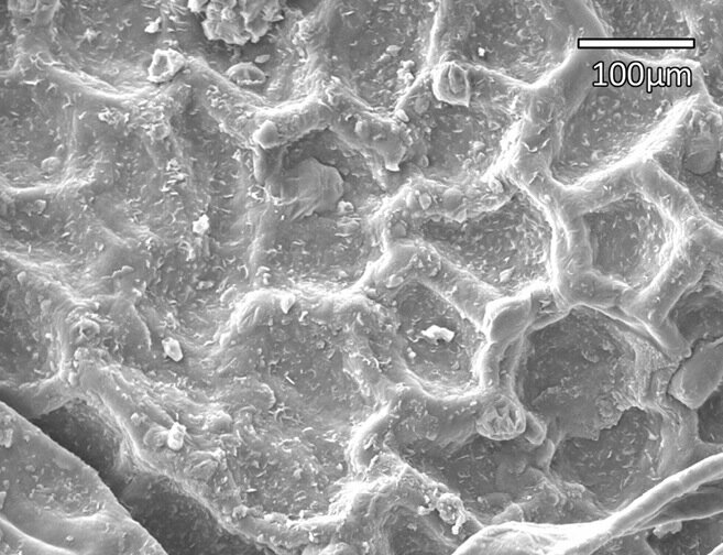 Zdjęcie przedstawia mikroskopowe powiększenie kutikuli. Ma ona chropowatą powierzchnię z owalnymi wybrzuszeniami. W prawym górnym rogu jest skala ukazująca sto mikrometrów.