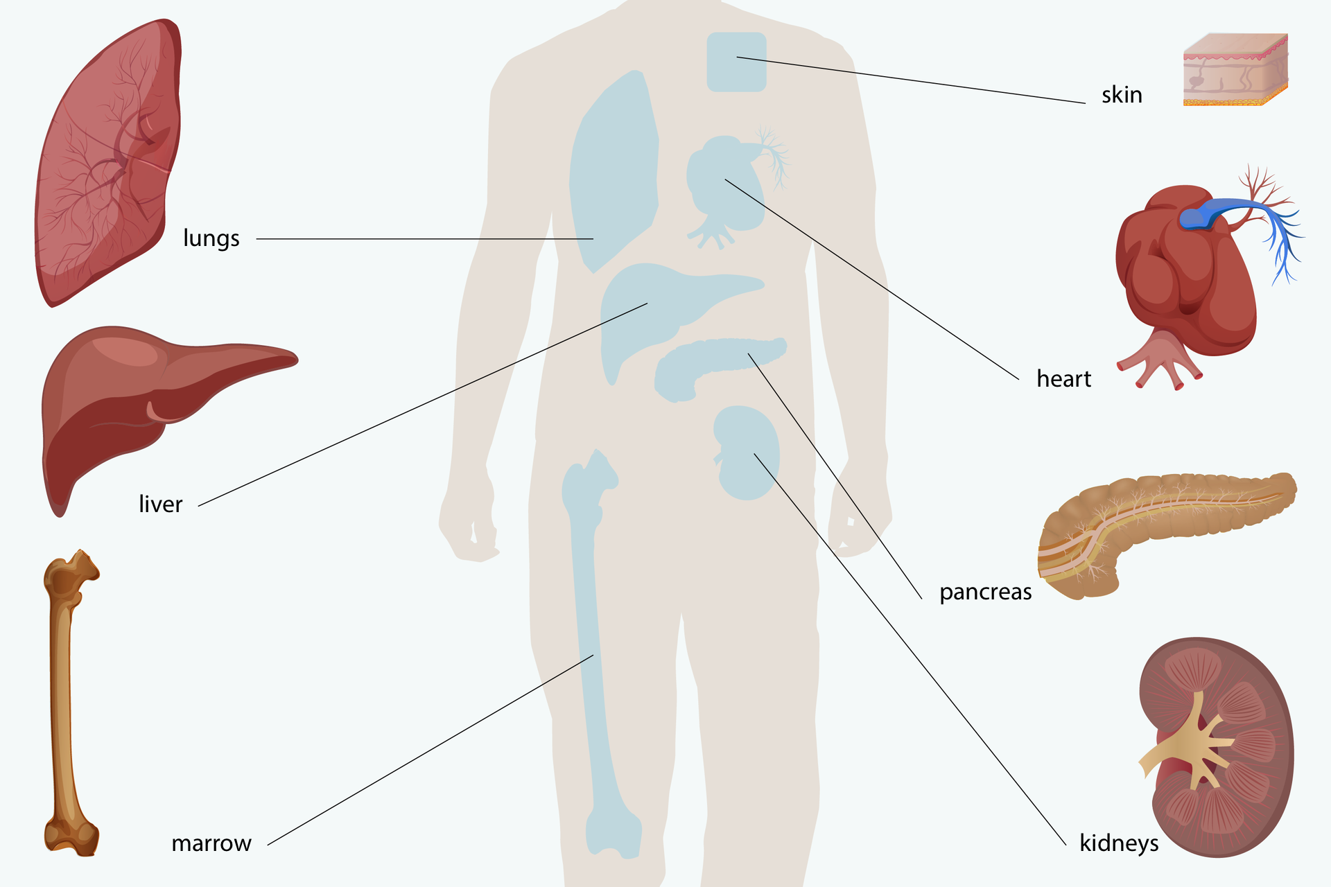 Ilustracja przedstawia fragment sylwetkę człowieka z lokalizacją najczęściej przeszczepianych narządów. Są to: 1 płuca- lungs, 2 wątroba- liver, 3 kość uda- marrow, 4 skóra- skin, 5 serce- heart, 6 trzustka- pancreas, 7 nerka- kidneys