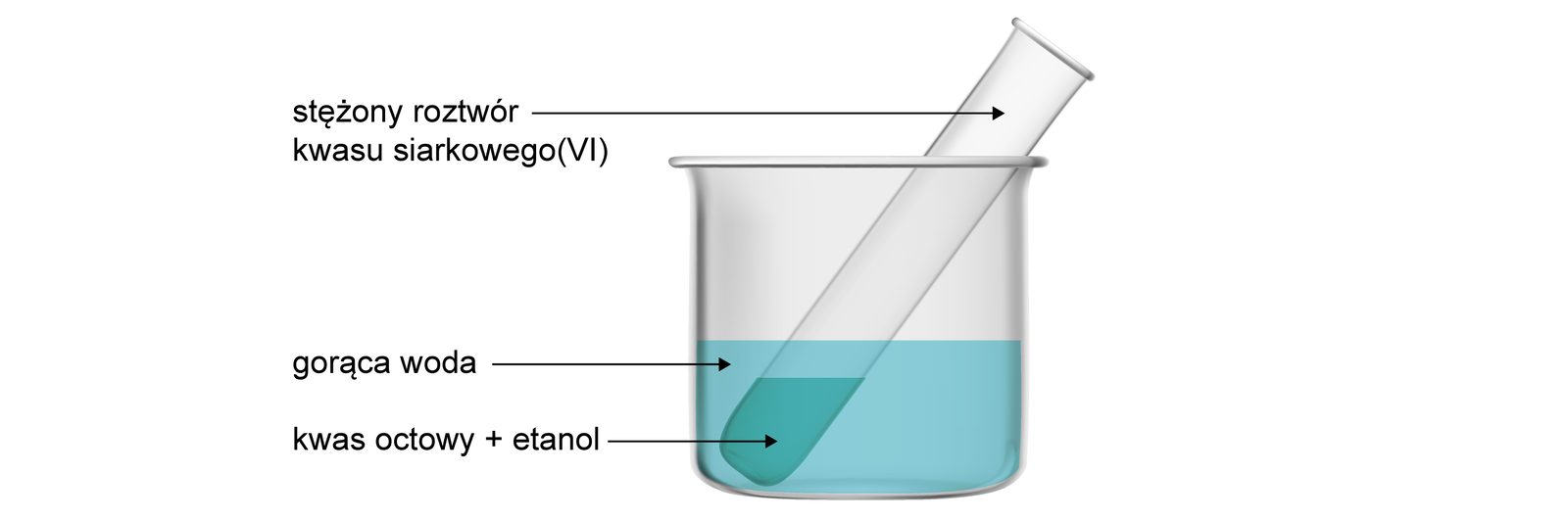 Na ilustracji w zlewce znajduje się gorąca woda. Włożono do niej probówkę z kwasem octowym dodać etanol. Przy wylocie probówki zaznaczono stężony roztwór kwasu siarkowego(VI).