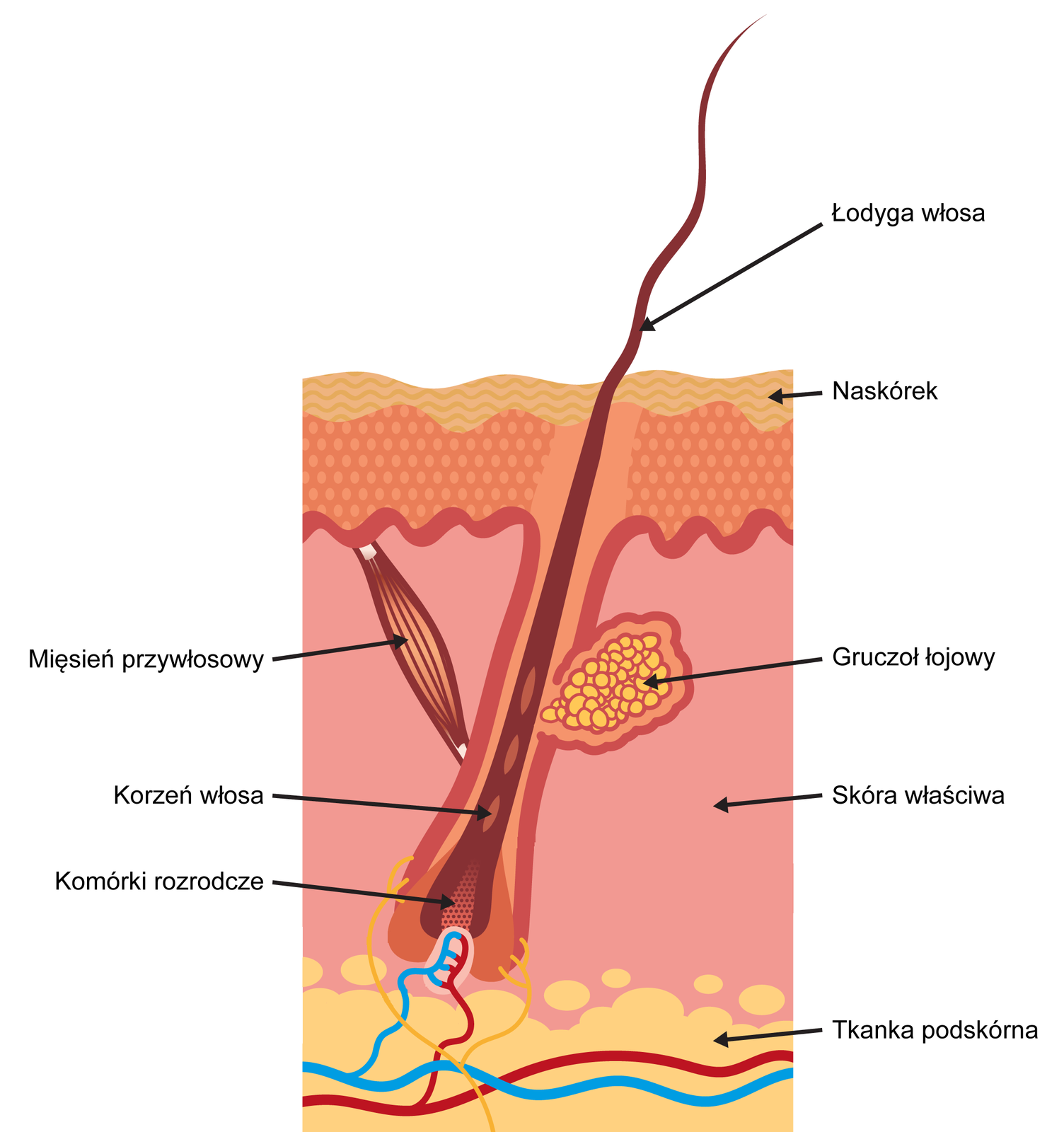 Ilustracja przedstawia budowę włosa. Od góry oznaczony jest beżowy naskórek, pod nią na różowo skóra właściwa. Włos jest oznaczony na brązowo. Ponad powierzchnią naskórka jest łodyga włosa, pod powierzchnią jego korzeń. Do włosa z prawej strony uchodzi żółty gruczoł łojowy pokazany jako wiele okrągłych elementów. Z lewej zaś mięsień przywłosowy, pokazany jako brązowe linie. Na końcu korzenia są małe kropki oznaczające komórki rozrodcze. Pod skórą właściwą jest żółta tkanka podskórna, w której są niebieskie i czerwone naczynia krwionośne dochodzące do korzenia włosa.