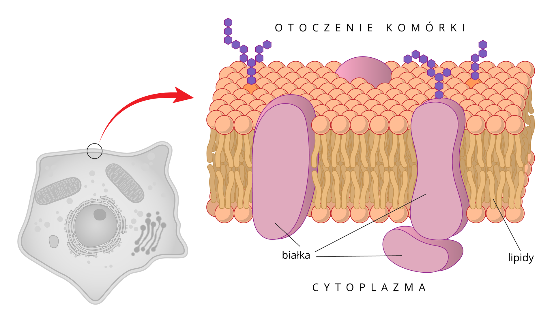 Ilustracja przedstawia budowę błony komórkowej. Błona składa sie z 2 warstw cząsteczek lipidów , których kuliste części zwrócone są na zewnątrz, a ogonki do środka. pomiędzy nimi są duże cząsteczki białek, wystające z obu stron z błony.