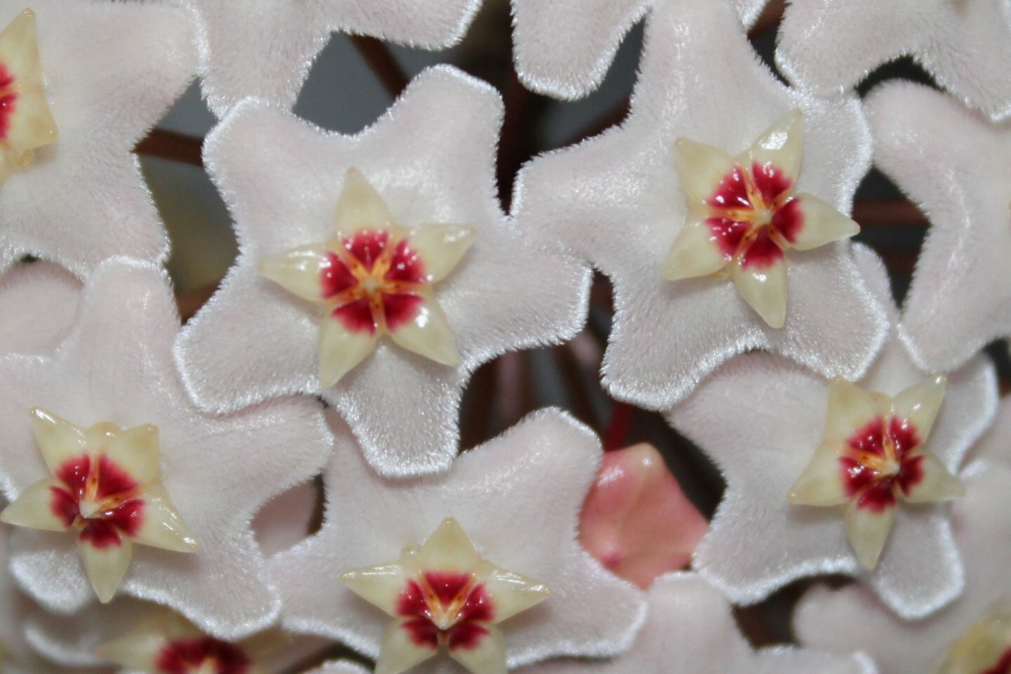 Zdjęcie przedstawia pęk drobnych kwiatów hoi. Każdy kwiatek jest mały i wygląda dokładnie tak samo jak inne. Okwiat tworzą dwie warstwy płatków. Dolną tworzy pięć białych dużych płatków. Krawędzie przybierają kształt koła zębatego o pięciu wypustkach. W środku mały kwiatek w kształcie pięcioramiennej gwiazdki. Białe płatki trójkątnie zakończone. Wnętrze kwiatu ciemnoróżowe. Każdy kwitek pokryty błyszczącym nektarem.