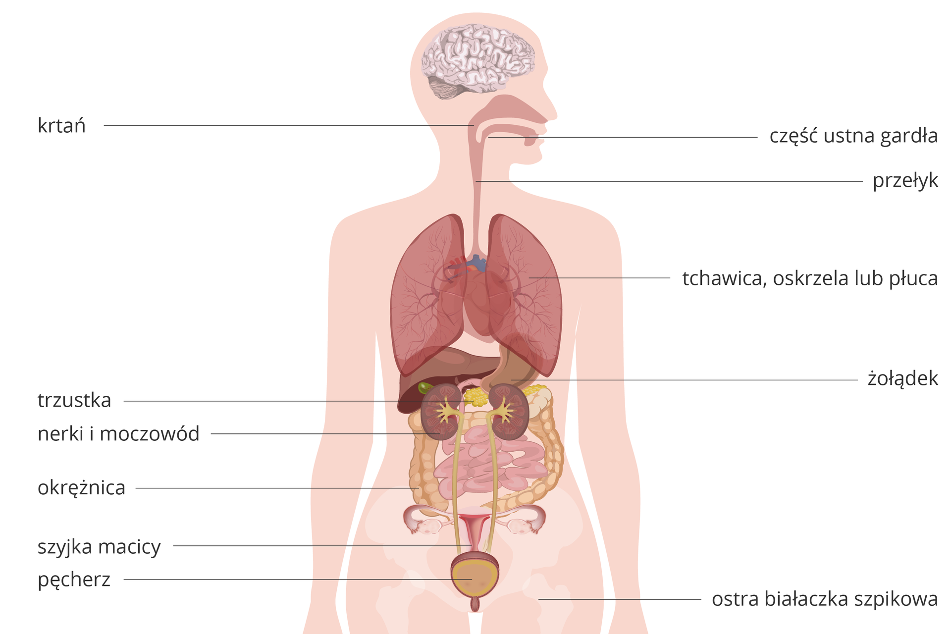 Ilustracja przedstawia sylwetkę człowieka z wrysowanymi narządami. Podpisy wskazują narządy o zwiększonym ryzyku zachorowania na nowotwór u osoby palącej: krtań, część ustna gardła, przełyk, tchawica, oskrzela lub płuca, żołądek, trzustka, nerki i moczowód, okrężnica, szyjka macicy, pęcherz. U dołu wskazana kość udowa z opisem: ostra białaczka szpikowa.