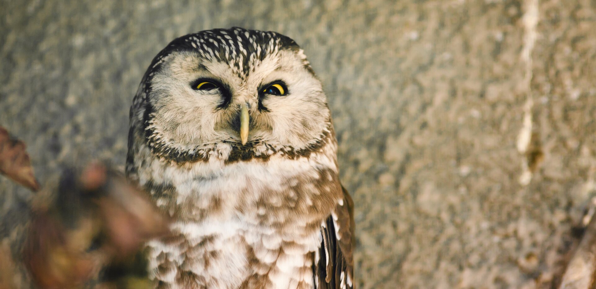 Fotografia przedstawia sowę, która ma żółte przymrużone oczy i brązowe upierzenie w różnych odcieniach. Charakteryzuje się także wąskim zakrzywionym dziobem i plamkami na głowie. Tło jest szare i rozmyte.