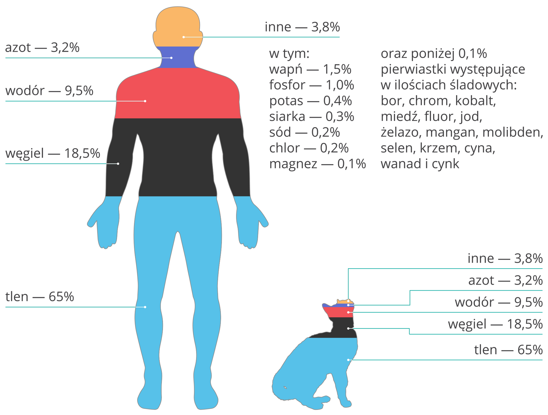 Ilustracja przedstawia sylwetki człowieka i kota podzielone na poziome różnobarwne obszary zgodnie z ustalonym rozkładem procentowym. Ilustruje ona procentową zawartość pierwiastków w organizmach ludzi i zwierząt. Wartości liczbowe są identyczne dla człowieka i kota. Licząc od dołu: tlen (pasek niebieski) 65 procent, węgiel (pasek czarny) 18,5 procent, wodór (pasek czerwony) 9,5 procent, azot (pasek granatowy) 3,2 procent, inne (pasek pomarańczowy) 3,8 procent . Obok rysunków znajduje się lista pierwiastków wchodzących w skład grupy inne: wapń 1,5 procent, fosfor 1 procent, potas 0,4 procent, siarka 0,3 procent, sód 0,2 procent, chlor 0,2 procent, magnez 0,1 procent oraz poniżej 0,1 procent pierwiastki śladowe: bor, chrom, kobalt, miedź, fluor, jod, żelazo, mangan, molibden, selen, krzem, cyna, wanad i cynk.