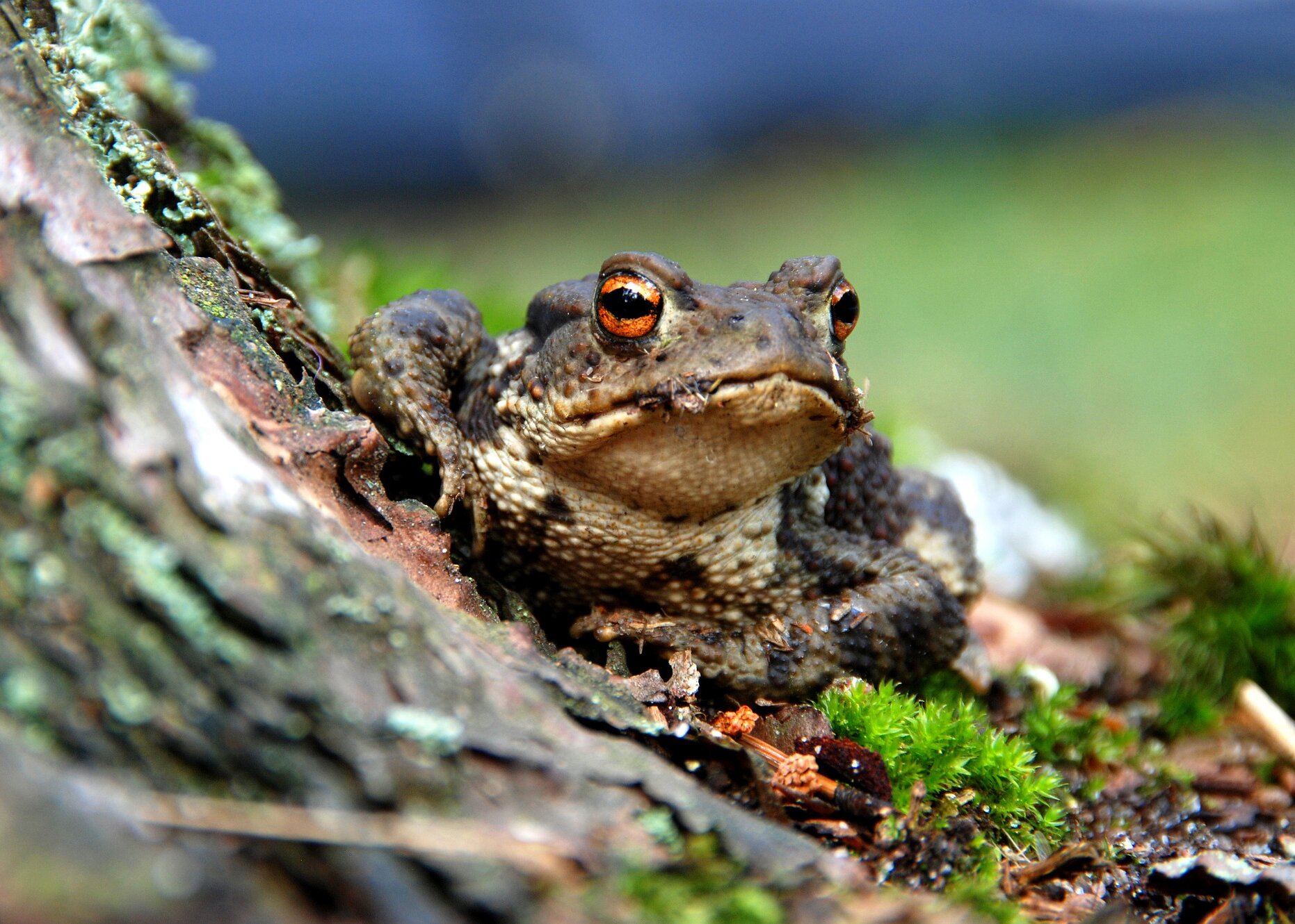 Fotografia brązowej ropuchy stojącej przy drzewie.