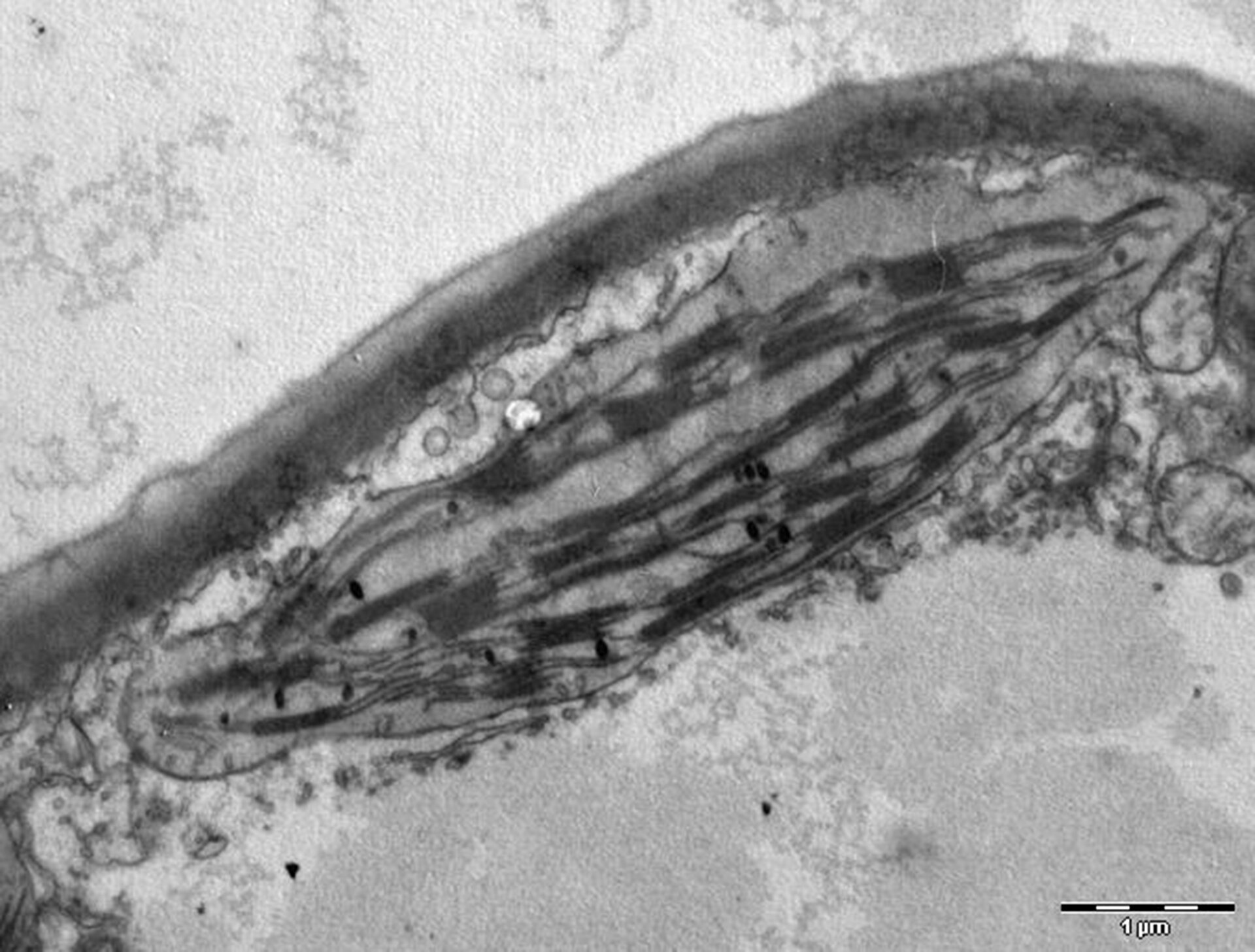 Czarno‑biała mikrofotografia przedstawia chloroplast. Znajduje się on we wnętrzu cytoplazmy, obok ściany komórkowej widocznej jako ciemna granica. Chloroplast ma kształt dwuwypukłej soczewki. Wewnątrz znajdują się ciemniejsze poziome paski oznaczające tylakoidy oraz czarne kropki - rybosomy. 