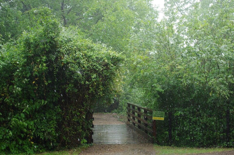Zdjęcie przedstawia gęste zarośla i prowadzący przez nie niewielki, drewniany mostek.