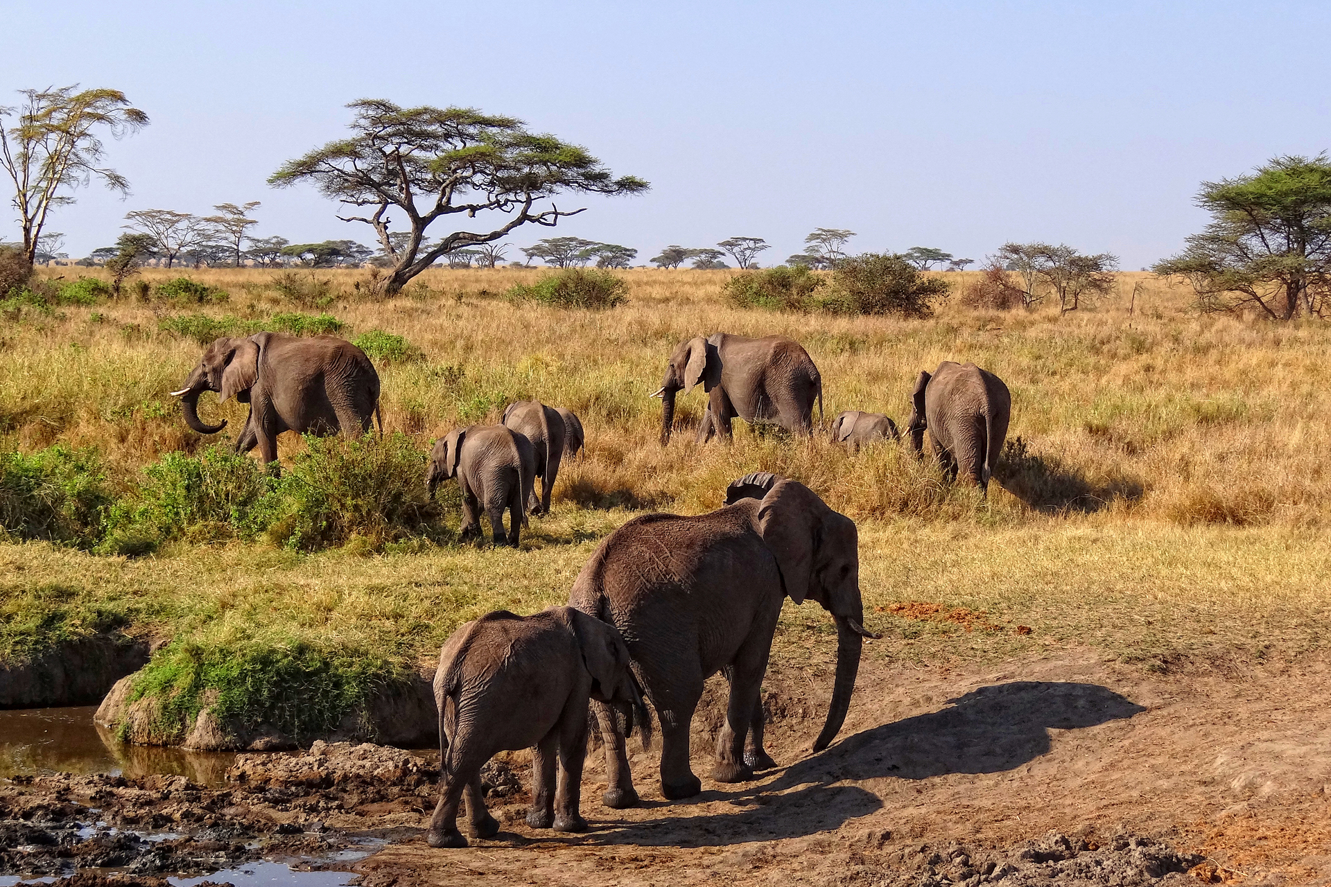 Fotografia prezentuje stado słoni wędrujące po sawannie. Na pierwszym planie słonica z młodym słoniem odchodzi od wody. W oddali trzy inne słonice z młodymi idące na tle parasolowatych akcji.