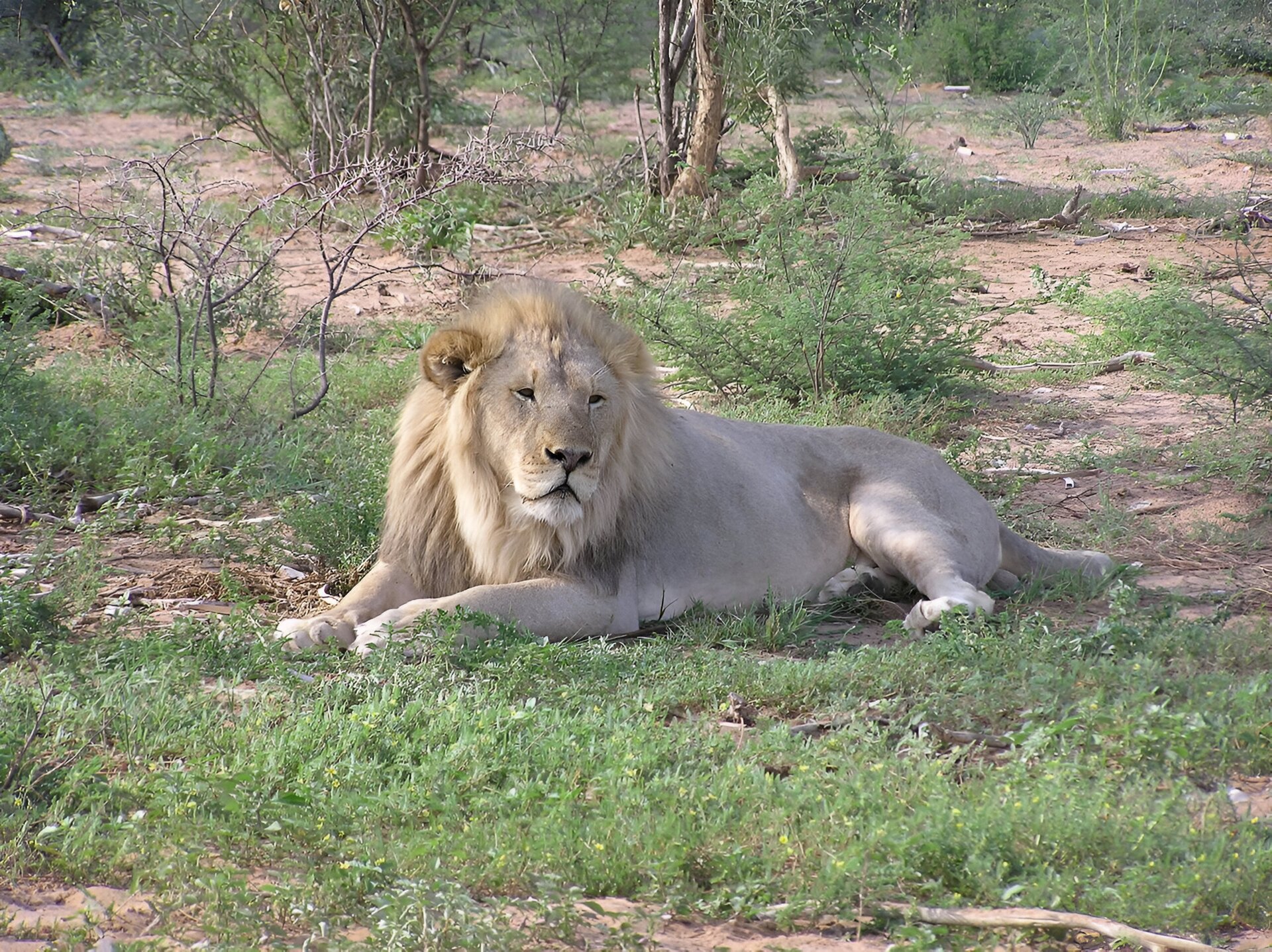 Zdjęcie przedstawia duże zwierzę leżące na jasnobrązowej ziemi porośniętej gdzieniegdzie zieloną roślinnością. Dookoła jest kilka niskich krzewów. Zwierzę ma jasnobrązową sierść, cztery duże łapy, ogon i bujną grzywę.