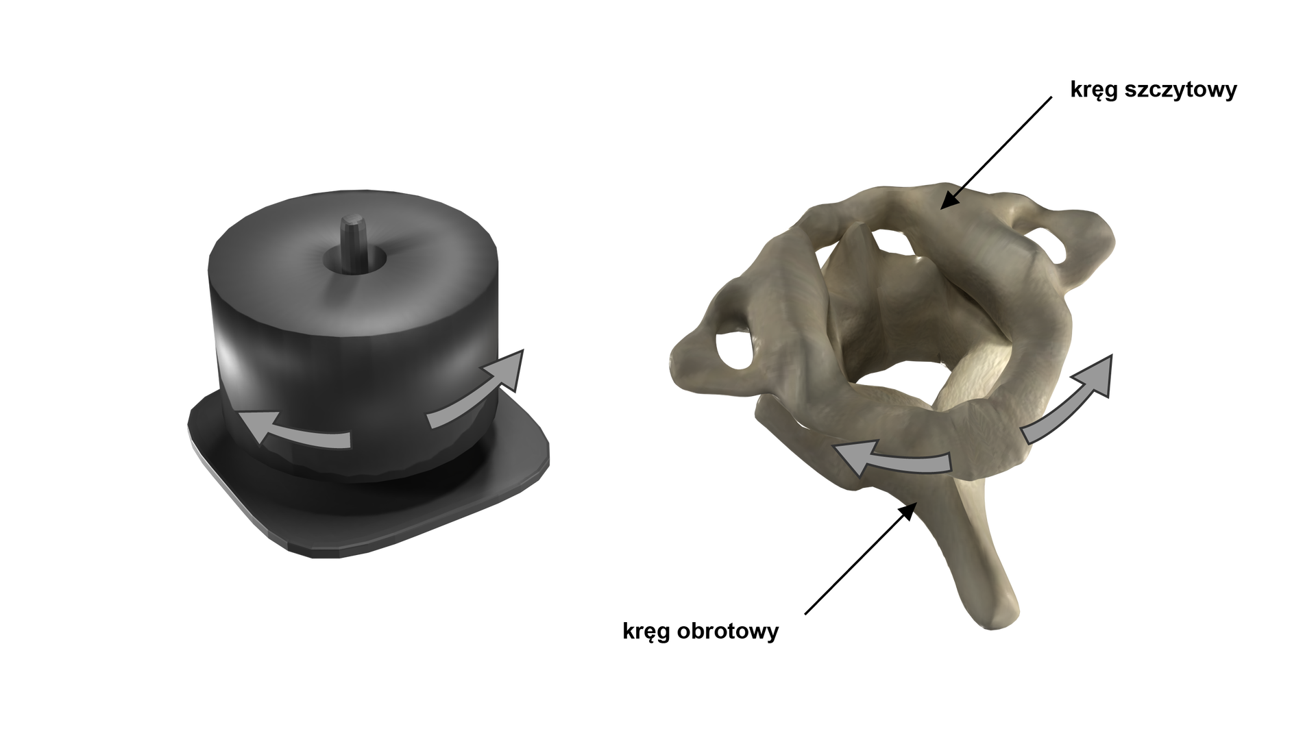 Ilustracja przedstawia staw obrotowy, który łączy dwa kręgi kręgosłupa (szczytowego i obrotowego). Umożliwia on ruch wzdłuż osi w lewo i prawo między kręgami.