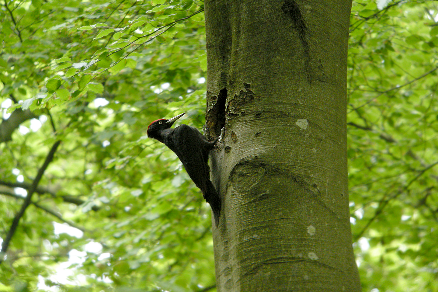 Fotografia przedstawiająca czarnego dzięcioła z czerwonym czubkiem głowy, wykuwającego dziuplę w pniu drzewa, widok z boku.