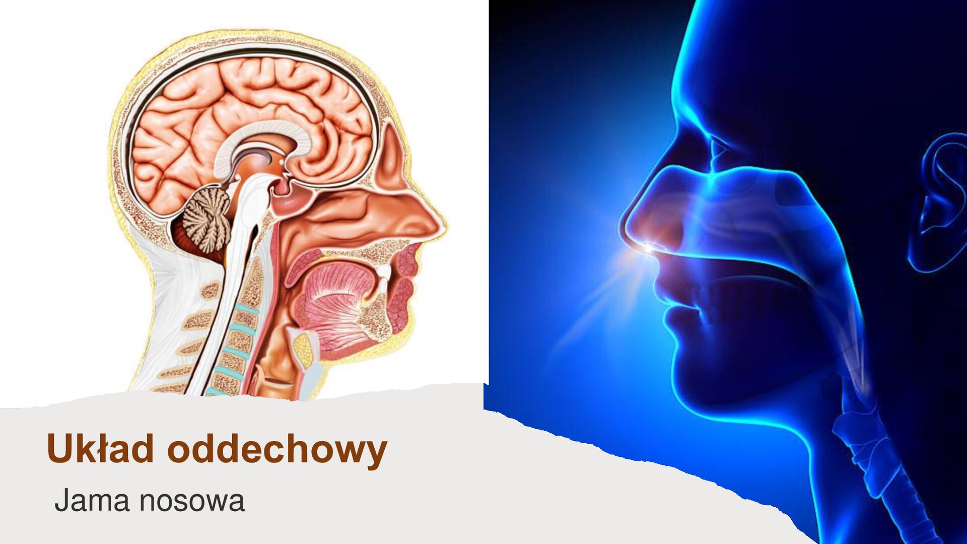 Slajd przedstawia dwie ilustracje i tekst. W lewym górnym rogu obrazek przedstawiający głowę ludzką ukazaną z prawego profilu. W czaszce zostały przedstawione wszystkie narządy. Poniżej napis: „Układ oddechowy. Jama nosowa”. Z prawej strony ilustracja przedstawiająca twarz ludzką ukazaną z lewego profilu. Na twarzy zaznaczona została jama nosowa oraz krtań.