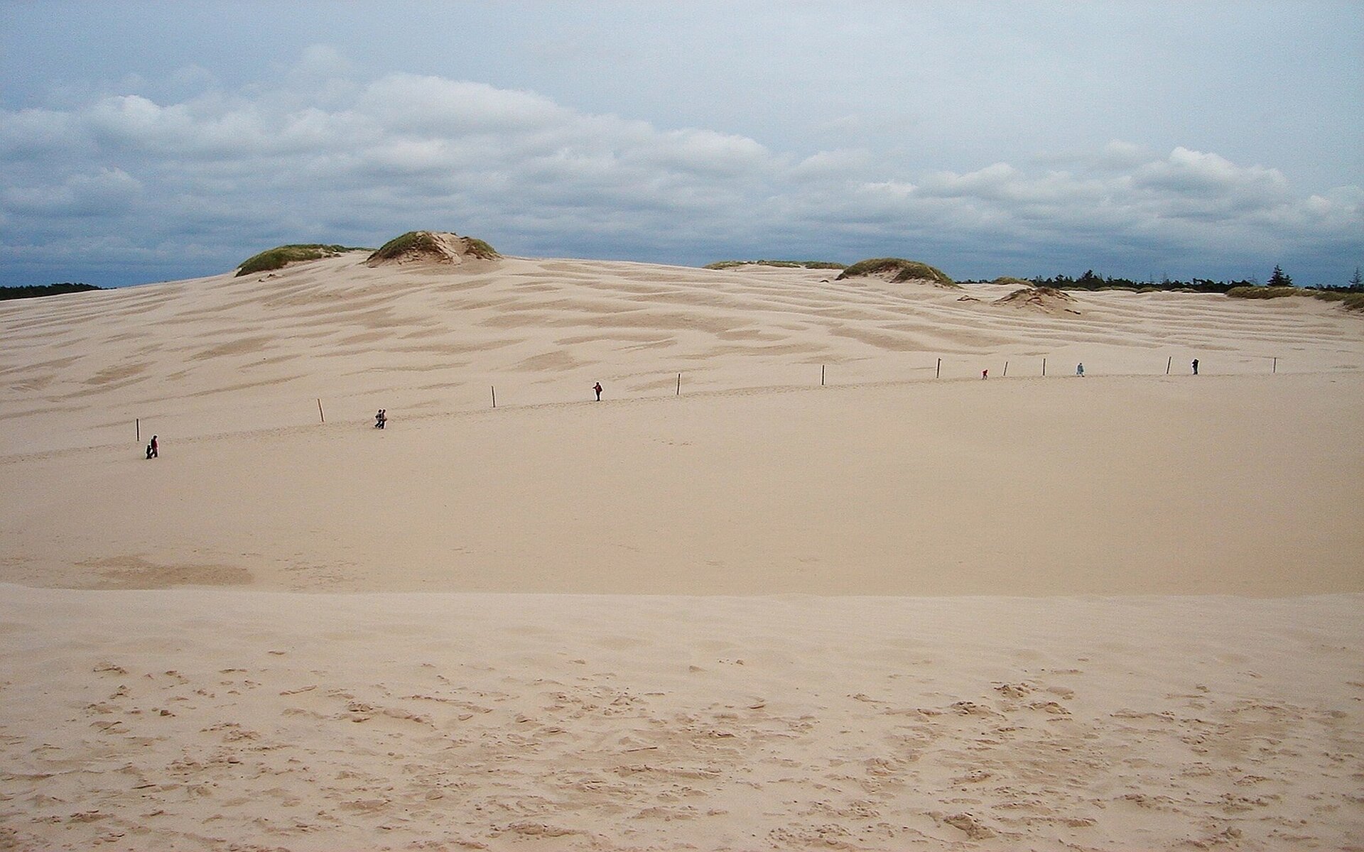 Zdjęcie prezentujące rozległy teren złożony z piaszczystych wydm. Pośrodku poprowadzony szlak dla zwiedzających. W oddali lasy.