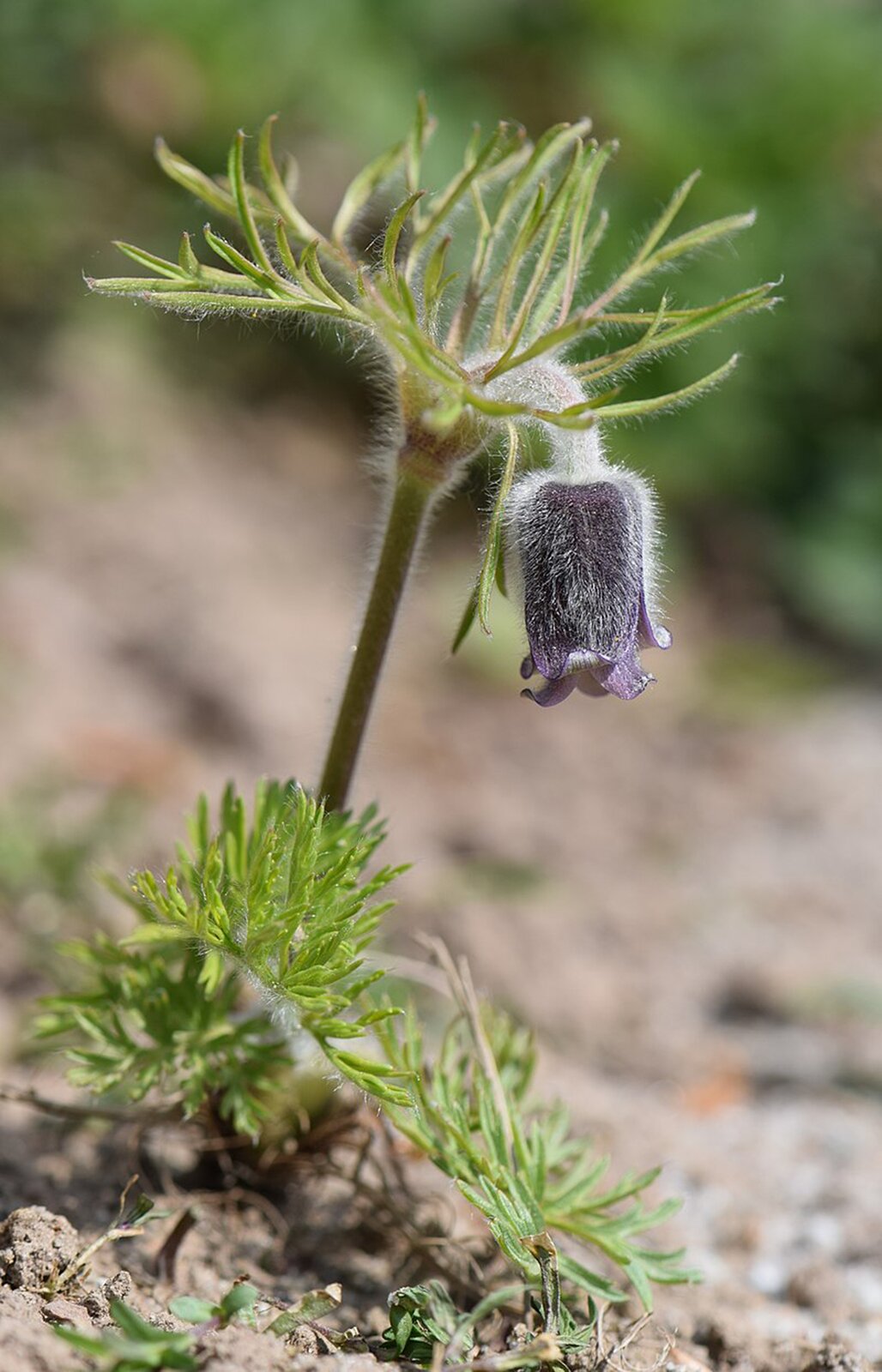 Na planszy widnieje sasanka łąkowa. Łodyga ma brązowy kolor, silnie owłosiona długimi, białymi włoskami. U jej podstawy i na czubku, widnieją długie, postrzępione, zielone listki. Kwiat jest dzwonkowaty, skierowany w dół, płatki są w szaro‑fioletowym kolorze. 