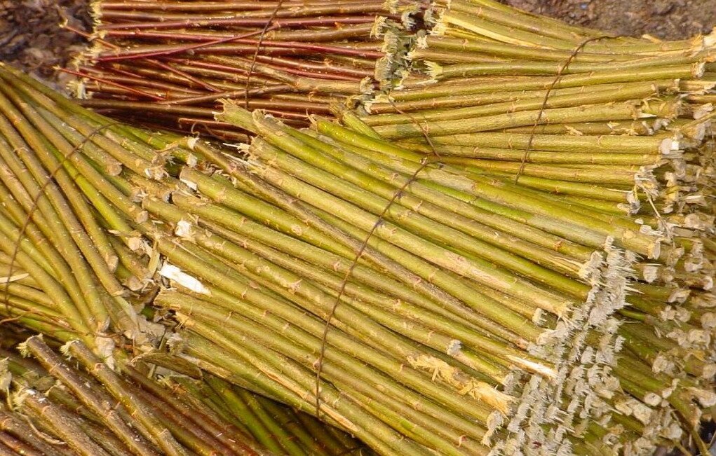 Zdjęcie przedstawia pęczki równo przyciętej wikliny.
Nagranie tożsame z treścią opisu.