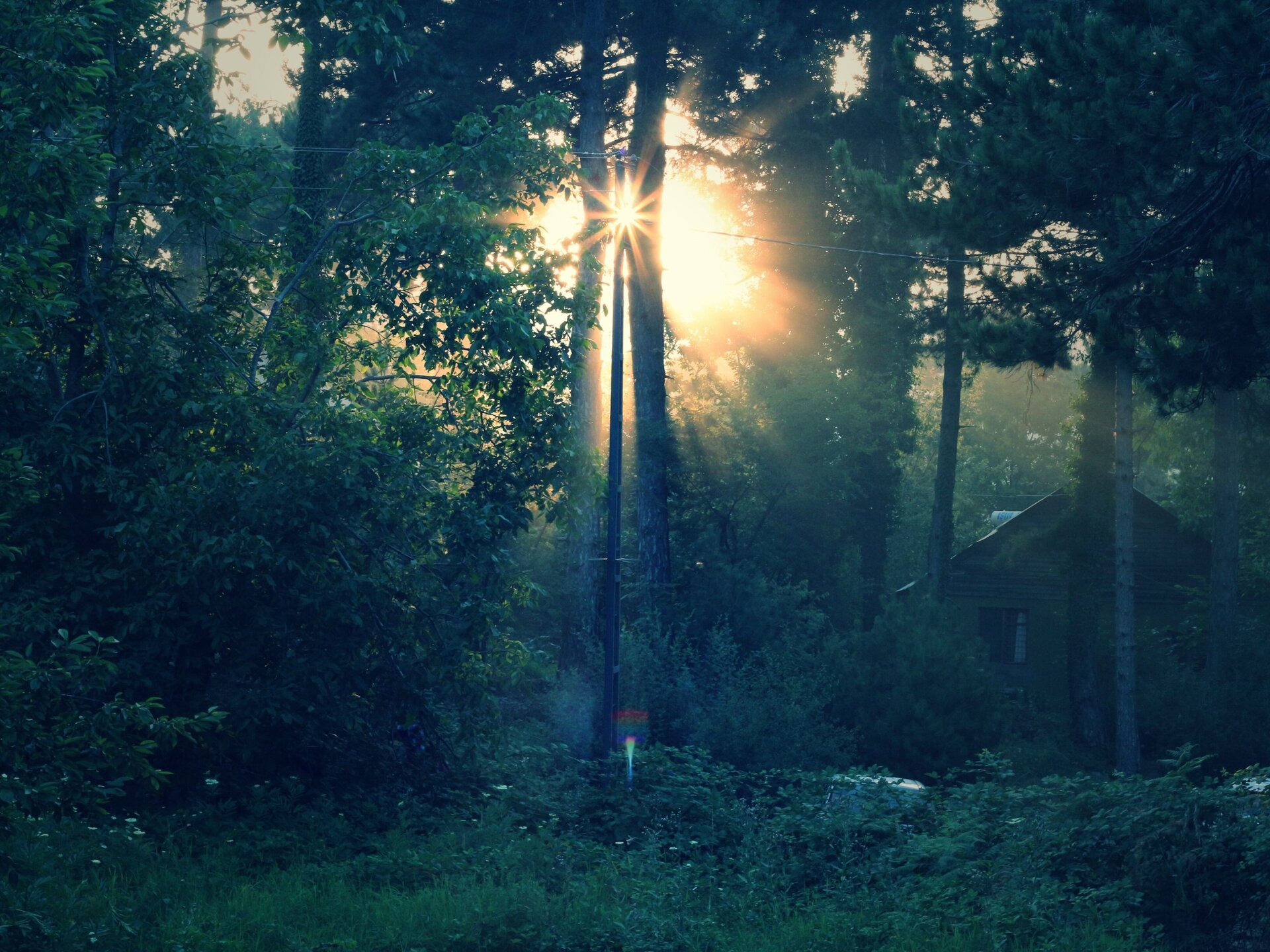 Fotografia przedstawia środek lasu podczas słonecznego dnia, gdzie promienie przebijają się miedzy drzewami a po rawej stronie widać dom.