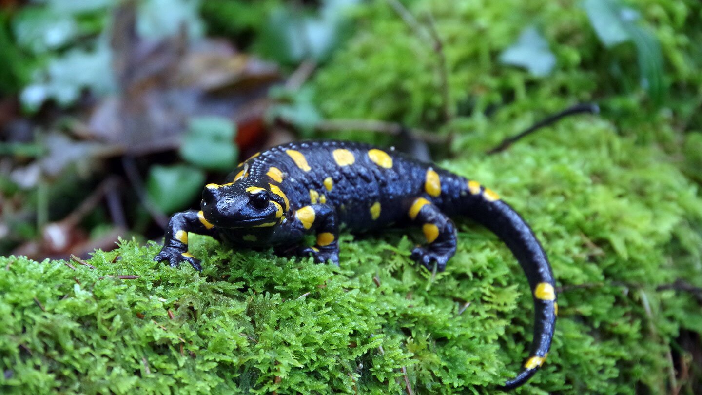 Fotografia prezentuje płaza salamandrę plamistą na mchu. Salamandra spogląda do przodu. Gałąź, na której stoi, otoczona jest bujną zieloną roślinnością. Salamandra ma ciemne ciało z żółtymi plamkami.