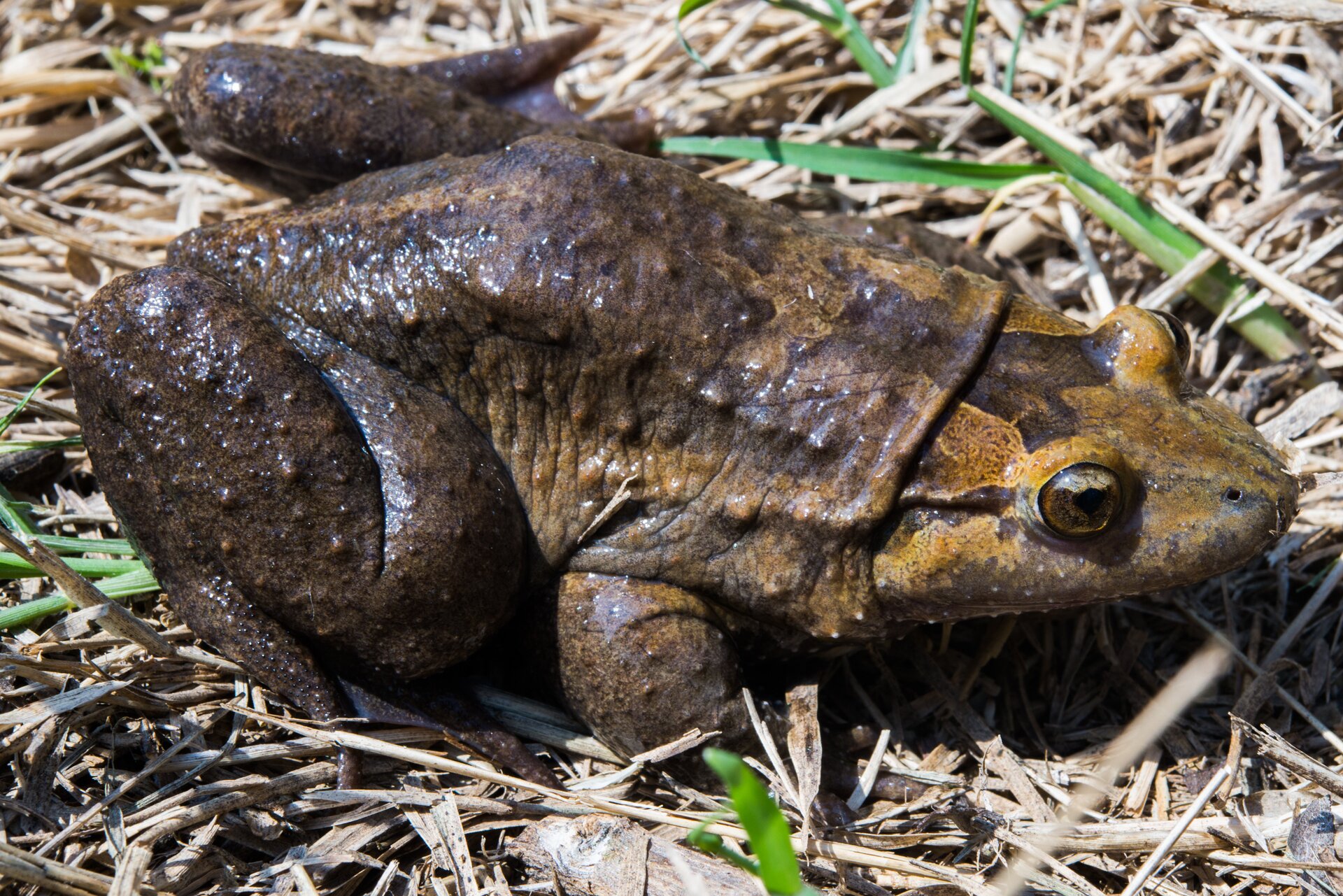 Ilustracja przedstawia tzw. "malowaną żabę" Latonia nigriventer  siedzącą na suchych źdźbłach trawy. Tylne nogi  i grzbiet płaza wyglądają jakby były ubrudzone błotem. W górnej części umaszczenie zdecydowania jaśniejsze. 