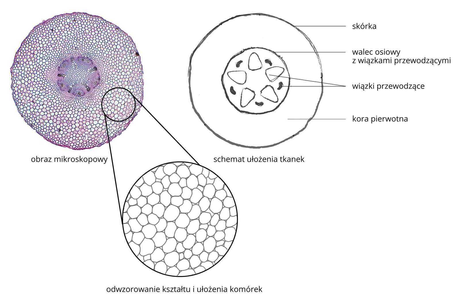 Ilustracja przedstawia sposób wykonywania dokumentacji obserwacji mikroskopowej. W lewym górnym rogu znajduje się obraz zabarwionego preparatu mikroskopowego: przekrój przez korzeń. Po prawej ten obraz został ukazany schematycznie w postaci rysunku. Na rysunku podpisanym jako schemat ułożenia tkanek oznaczono elementy: leżącą od zewnątrz skórkę, warstwę położoną pod nią, czyli korę pierwotną, walec osiowy z wiązkami przewodzącymi leżący w środku korzenia oraz ułożone naprzemiennie, gwiaździście wiązki przewodzące. Poniżej przedstawiono powiększenie fragmentu preparatu, odwzorowujące kształt i ułożenie komórek kory pierwotnej. Komórki są okrągłe i stykają się ze sobą.