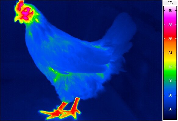 Zdjęcie przedstawia kurę w podczerwieni. Po prawej stronie widać skalę kolorystyczną. Temperatura podana jest w stopniach Celsjusza. Granatowy kolor symbolizuje dwadzieścia sześć stopni, niebieski dwadzieścia osiem, niebieskozielony trzydzieści, jasnozielony trzydzieści dwa, żółtopomarańczowy trzydzieści cztery, czerwony trzydzieści sześć, różowy trzydzieści osiem, biały czterdzieści. Ogon kury jest granatowy, ciało niebieskie. Nogi czerwone, palce pomarańczowe, policzki i góra głowy czerwone, dziób żółty.