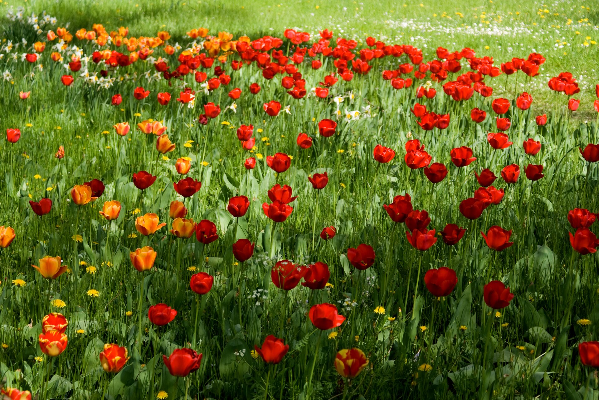 Fotografia prezentuje łąkę na której rosną czerwone i gdzieniegdzie żółte tulipany. Niektóre tulipany mają czerwone płatki w żółte plamy. Pomiędzy nimi widać dużo niższe od nich żółte mniszki lekarskie.
