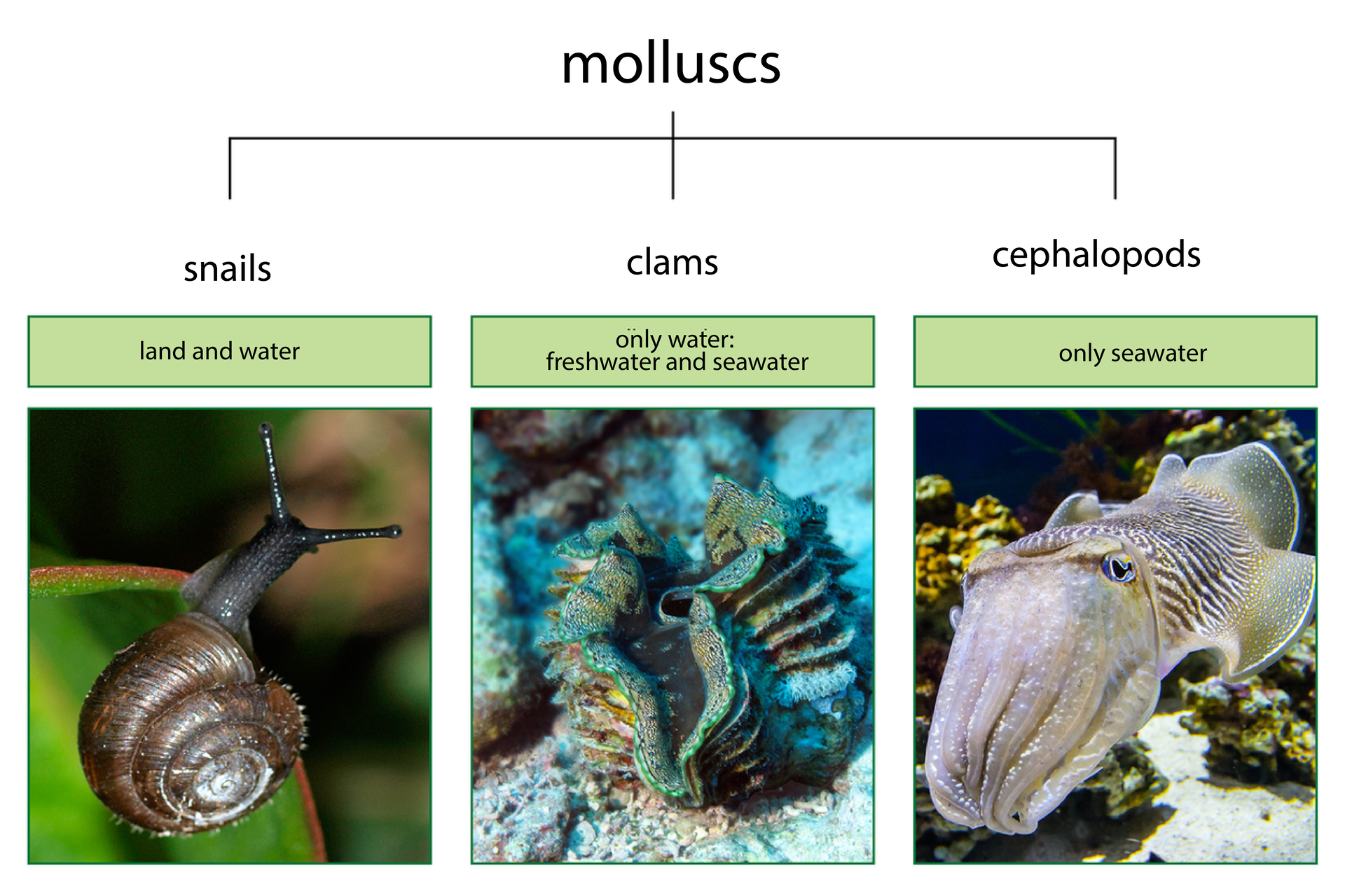 Schemat przedstawiający podział mięczaków (mollluscs) na trzy gromady: ślimaki (snails), małże (clams) i głowonogi (cephalopods). Pod nazwami gromad napisy informujące o zamieszkiwanych przez nie środowiskach oraz fotografie  przedstawiciela danej gromady. Ślimaki - Snails. Napis: land and water. Poniżej zdjęcie siedzącego na liściu ślimaka o czarnym tułowiu i z brązową, skręconą muszlą. Na jego głowie wysunięte czułki z oczami. Małże - Clams. Napis: only water - freshwater and seawater. Poniżej zdjęcie jasnobrązowej, pofałdowanej, otwartej muszli małży na dnie zbiornika wodnego z turkusowymi wodami. Głowonogi - cephalopods. Napis: only seawater. Poniżej zdjęcie pływającego przy dnie morskim różowego głowonaga o owalnym ciele. W części głowowej zsunięte ramiona chwytne, na głowie szeroko rozstawione oczy. Tułów w jasno- i ciemnobrązowe centki zakończony dwiema, niełączącymi się płetwami. 