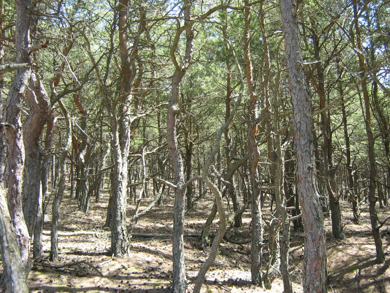 Zdjęcie przedstawia wnętrze lasu. Widoczne są cienkie pnie drzew od których odchodzą powyginane gałęzie. Drzewa mają igły u samej góry korony. Pomiędzy pniami drzew znajduje się sucha ściółka leśna. 