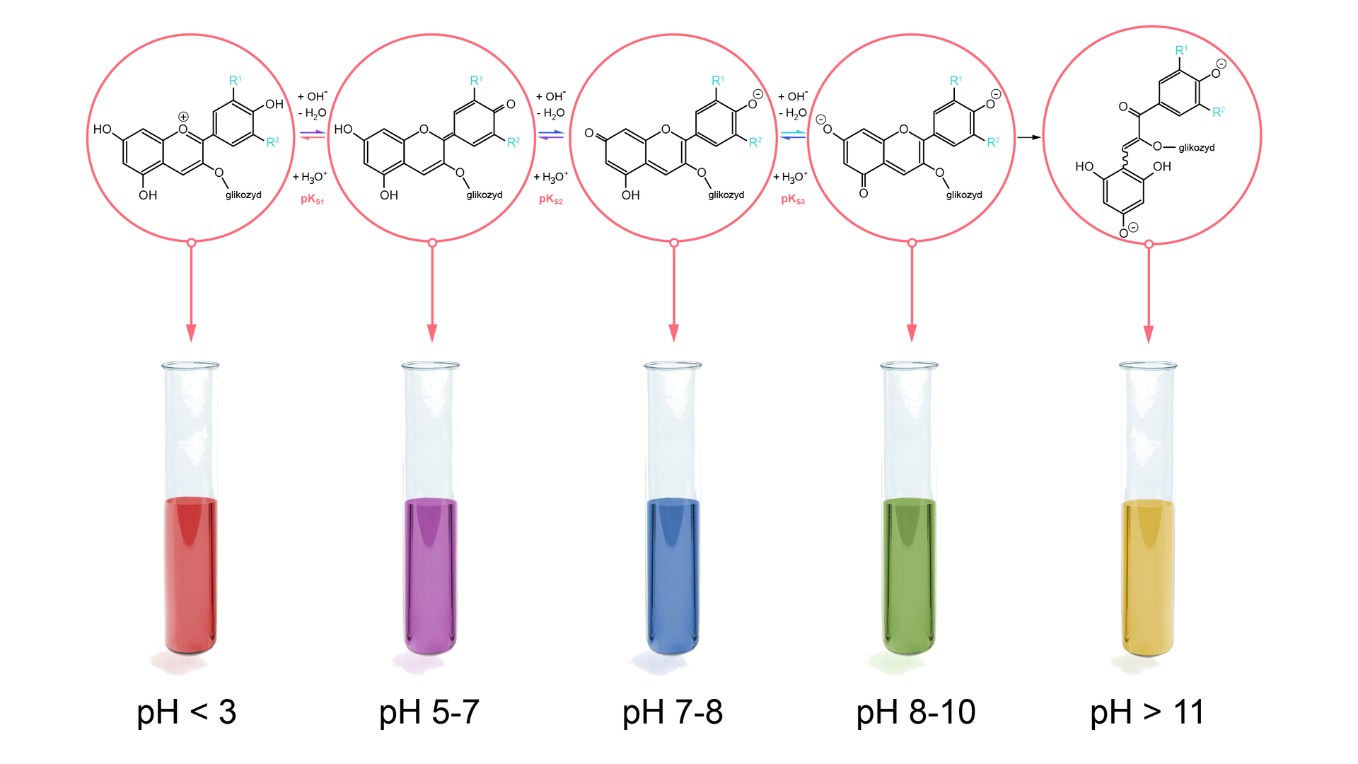 Ilustracja przedstawiająca zmiany zabarwienia antocyjanidyn w zależności od pH roztworu. W pierwszej probówce roztwór antocyjanidyn o pH poniżej trzech ma barwę czerwoną. Struktura barwnika analogiczna do opisanej struktury kationu flawyliowego, przy czym podstawnik przy węglu C2 stanowi pierścień fenylowy podstawiony w pozycji C3 prim grupą  R3', w pozycji C5 prim grupą R5', zaś w pozycji C4 prim grupą hydroksylową OH. W pozycji C3 pierścienia znajduje się atom tlenu związany z  glikozydem. W pozycjach C5 oraz C7 pierścienia występują grupy hydroksylowe OH. Strzałka w prawo, nad strzałką plus anion hydroksylowy, minus cząsteczka wody. Poniżej strzałka w lewo pod nią plus jon hydroniowy, pKS1. W drugiej probówce przy wartości pH wynoszącej około 5 do 7 roztwór ma barwę fioletową, a struktura antocyjanidyny jest następująca. Fragment składający się z dwóch sześcioczłonowych pierścieni posiadających dwa wspólne atomy węgla, z których pierwszy stanowi pierścień składający się z atomu tlenu związanego z atomem węgla C2, który to łączy się z atomem C3, ten łączy się za pomocą wiązania podwójnego z atomem C4. Atom C4 związany jest z jednym z atomów mostkowych, który to łączy się z drugim atomem mostkowym oraz za pomocą wiązania podwójnego  z atomem węgla C5 z drugiego pierścienia. Atom C5 łączy się z C6, C6 za pomocą wiązania podwójnego z C7, a C7 związany jest z C8. Węgiel C8 łączy się za pomocą wiązania podwójnego z drugim, wspomnianym już atomem mostkowym. Atomy C5 oraz C7 podstawione są grupami hydroksylowymi, atom C3 podstawiony jest tlenem związanym z glikozydem, a atom C2 łączy się za pomocą wiązania podwójnego z węglem C1 prim należącym do sześcioczłonowego pierścienia. Pomiędzy atomami C2 prim oraz C3 prim, a także C5 prim i C6 prim występują wiązania podwójne. Węgle C3 prim oraz C5 prim łączą sie z podstawnikami R, a węgiel C4 prim łączy się za pomocą wiązania podwójnego z atomem tlenu. Strzałka w prawo, nad nią plus anion hydroksylowy, minus cząsteczka wody, Poniżej strzałka w lewo, pod nią jon hydroniowy oraz pKS2. Za strzałką trzecia probówka zawierająca niebieski roztwór przy pH wynoszącym od siedmiu do ośmiu. Struktura, w której grupa hydroksylowa przy węglu C7 uległa deprotonacji, zaś pierścień podstawiony przy węglu C2 uległ rearomatyzacji a związany z nim atom tlenu posiada ładunek ujemny. Strzałka w prawo, nad nią plus anion hydroksylowy, minus cząsteczka wody, Poniżej strzałka w lewo, pod nią jon hydroniowy oraz pKS3. Za strzałką czwarta probówka zawierająca zielony roztwór przy pH wynoszącym od ośmiu do dziesięciu, w którym to deprotonacji uległa pozycja C5 w pierścieniu. Strzałka w prawo, za strzałką piąta probówka zawierająca żółty roztwór przy pH równym powyżej 11. Pod wpływem silnie zasadowego środowiska pierścień zawierający atom tlenu uległ otworzeniu. Powstała cząsteczka zbudowana z pierścienia fenylowego posiadającego w pozycjach C3 pri oraz C5 prim podstawniki R oraz w pozycji C4 prim atom tlenu obdarzony ładunkiem ujemnym. Węgiel w pierścieniu C1 prim łączy się z węglem połączonym za pomocą wiązania podwójnego z atomem tlenu oraz za pomocą wiązania pojedynczego z atomem węgla związanym z atomem węgla podstawionym atomem tlenu łączącym go z glikozydem. Węgiel te ponadto łączy się za pomocą wiązania podwójnego z pierścieniem fenylowym podstawionym w pozycjach C2 oraz C6 grupami hydroksylowymi oraz w pozycji C4 atomem tlenu obdarzonym ładunkiem ujemnym.