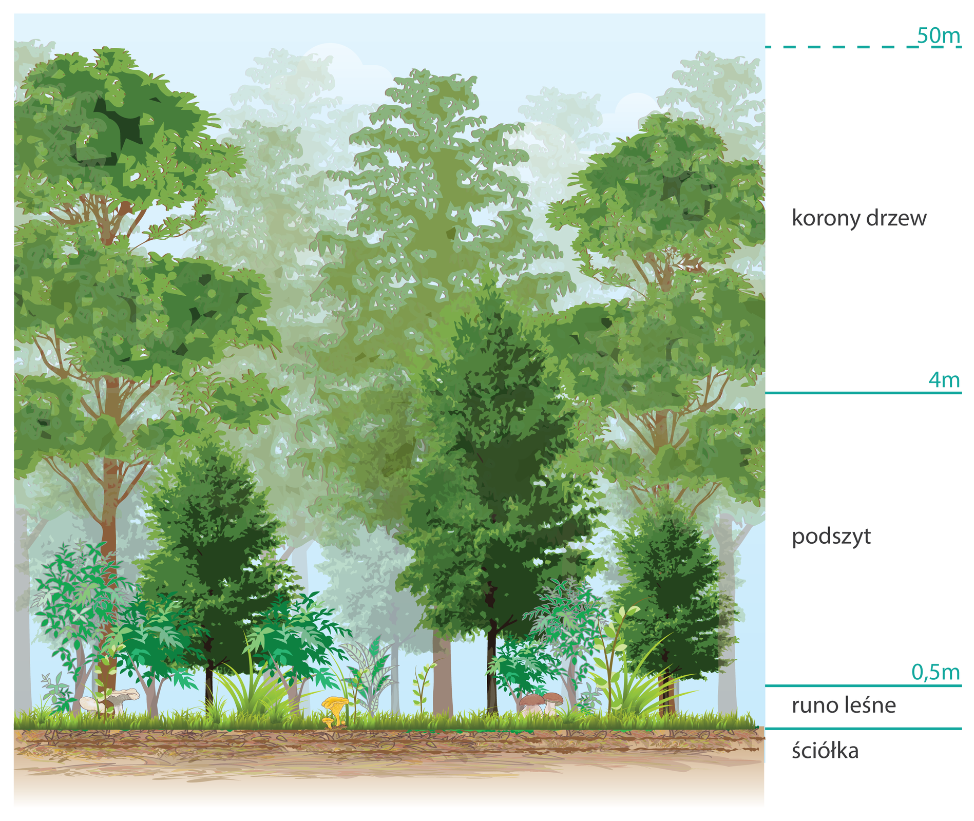 Ilustracja przedstawia pietrową strukturę lasu. zaznaczono na nich warstwy takie jak ściółka, runo leśne, podszyt, korony drzew.