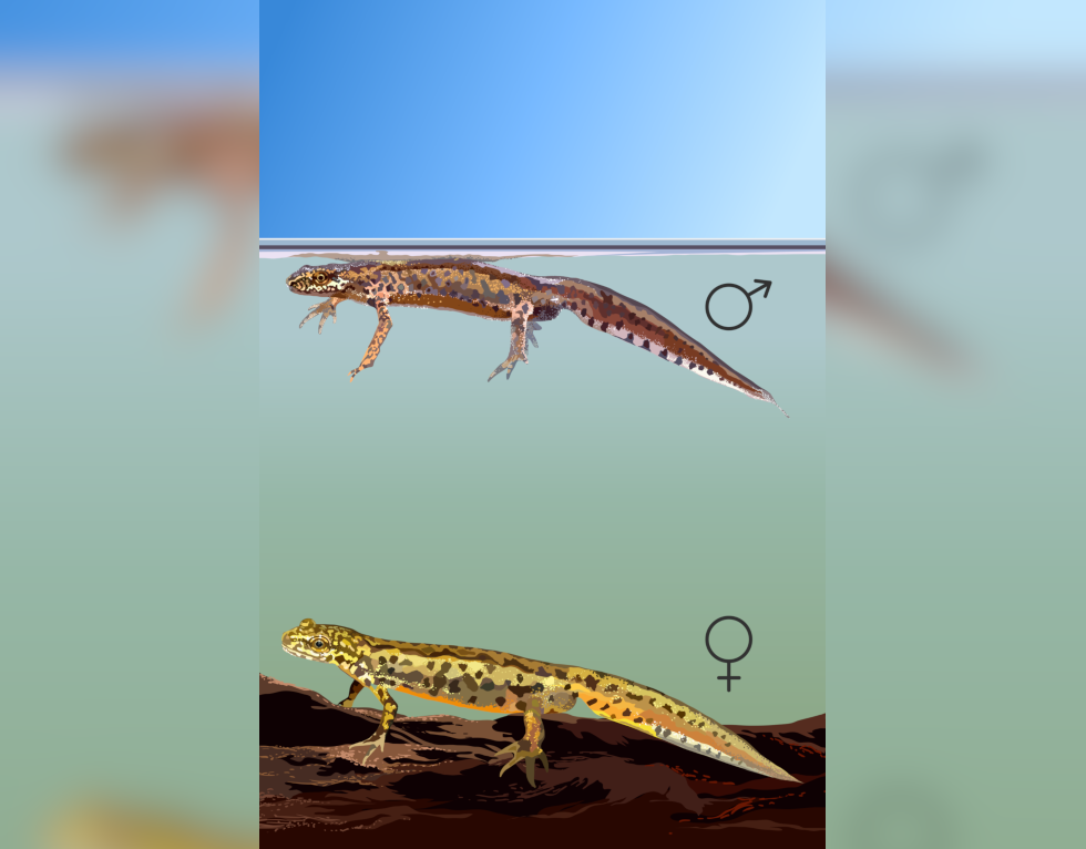 Grafika przedstawia samca i samicę traszki karpackiej, przedstawiciela salamander. Samica jest większa, żółto-brązowa z ciemnymi plamkami, ma pomarańczowy brzuch i żółto-pomarańczowy ogon Samiec jest ciemniejszy, ma brązowy brzuch, a jego ciało również pokryte jest plamkami.