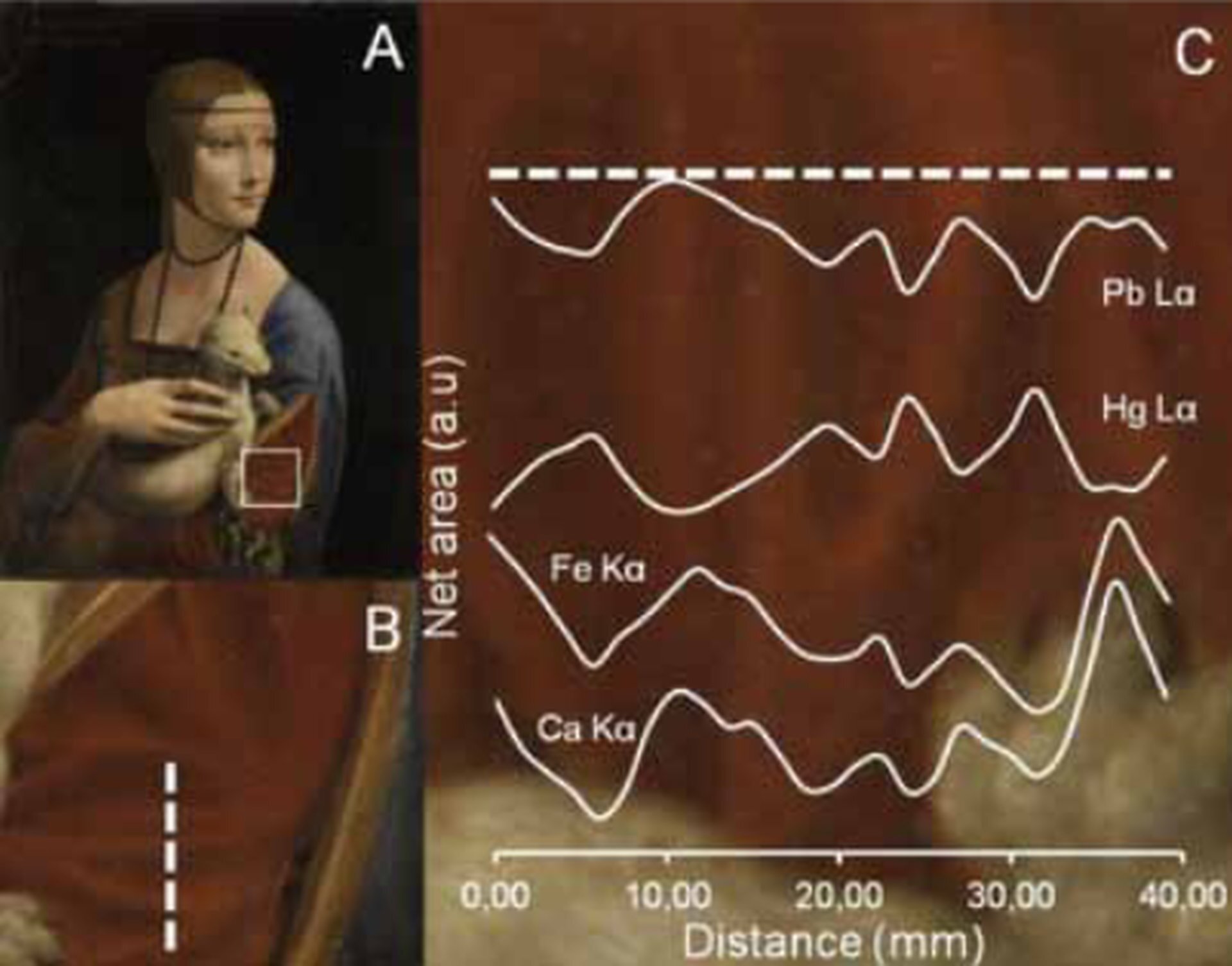 Rys. 7. Ilustracja podzielona jest na trzy części, oznaczone wielkimi literami A, B i C. Fragment ilustracji oznaczony wielką literą, A przedstawia reprodukcję obrazu Leonarda da Vinci Dama z gronostajem. Na reprodukcji, na lewym rękawie portretowanej Damy zaznaczono kwadrat o jasnych krawędziach. Część ilustracji oznaczona wielką literą B jest powiększeniem fragmentu rękawa sukni, który zaznaczono kwadratem w części A. Fragment ten jest koloru brązowego z zaznaczoną białą, pionową, przerywaną linią. Wzdłuż tej linii dokonano analizy składu chemicznego użytej przez artystę farby. Część ilustracji opisana wielką literą C przedstawia wykres, z którego odczytać można skład chemiczny farby użytej przez artystę. Na brązowym tle zaznaczono poziomą białą linię przerywaną. W dolnej części omawianego fragmentu zaznaczono podziałkę od zera do czterdziestu milimetrów, co dziesięć milimetrów. Odległość ta odpowiada pionowej przerywanej białej linii zaznaczonej w części B. Pomiędzy poziomymi liniami przedstawiono wykresy czterech funkcji, jedna pod drugą. Funkcje biegną w prawą stronę i są nieregularnie pofalowane. Przedstawiają zawartość pierwiastków chemicznych wykorzystanych w farbie zastosowanej przez artystę. W analizie farby skupiono się na zawartości ołowiu, żelaza, wapnia i rtęci.
